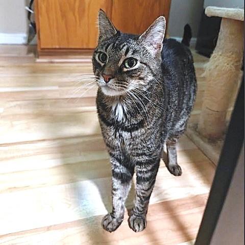 Dutch and Shay, ADOPTABLE, Adult Male Tabby.