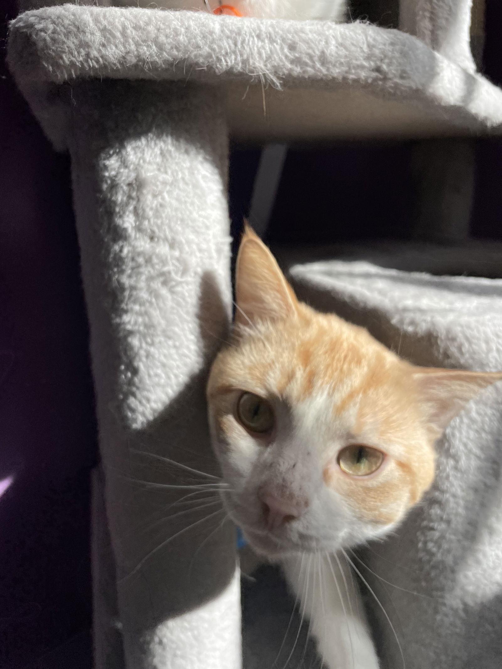 Sesame Seed, Adoptable, Adult Male Extra-Toes Cat / Hemingway Polydactyl & Tabby.