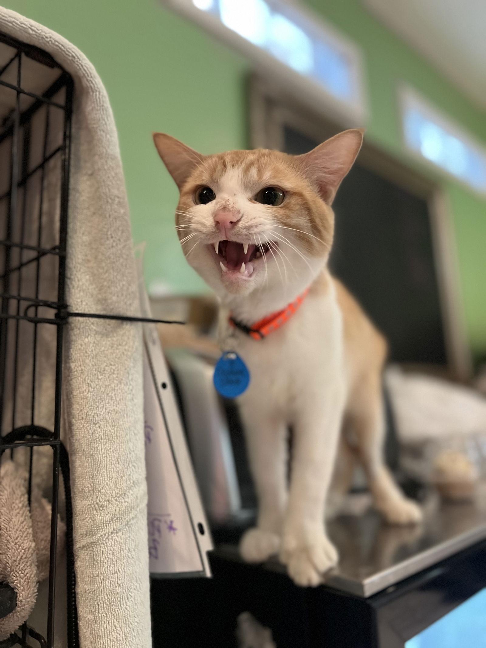 Enlarge Sesame Seed, a Adoptable mixed breed in Philadelphia, PA image 3/3