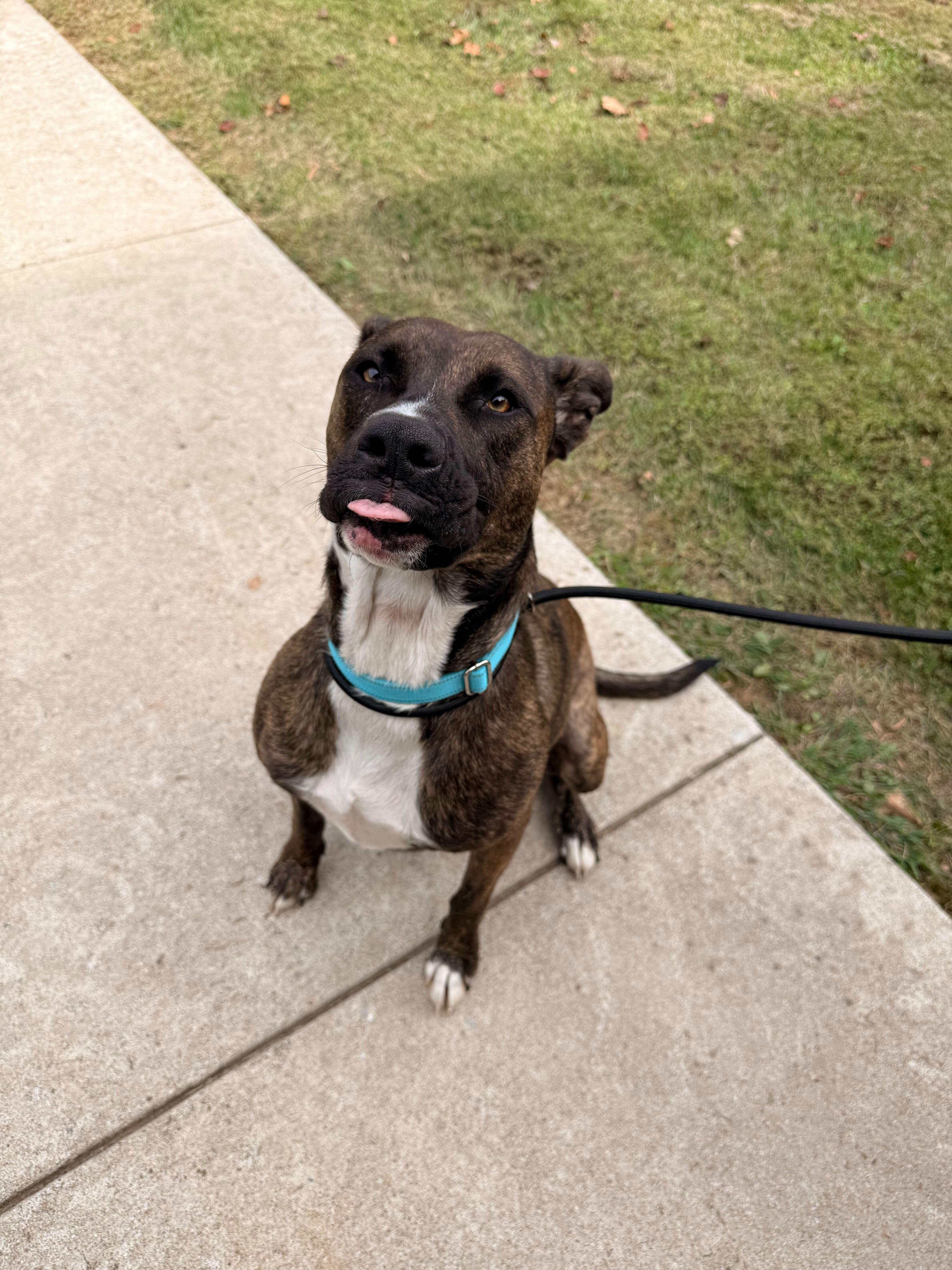 Luna, Adoptable, Young Female American Bully.