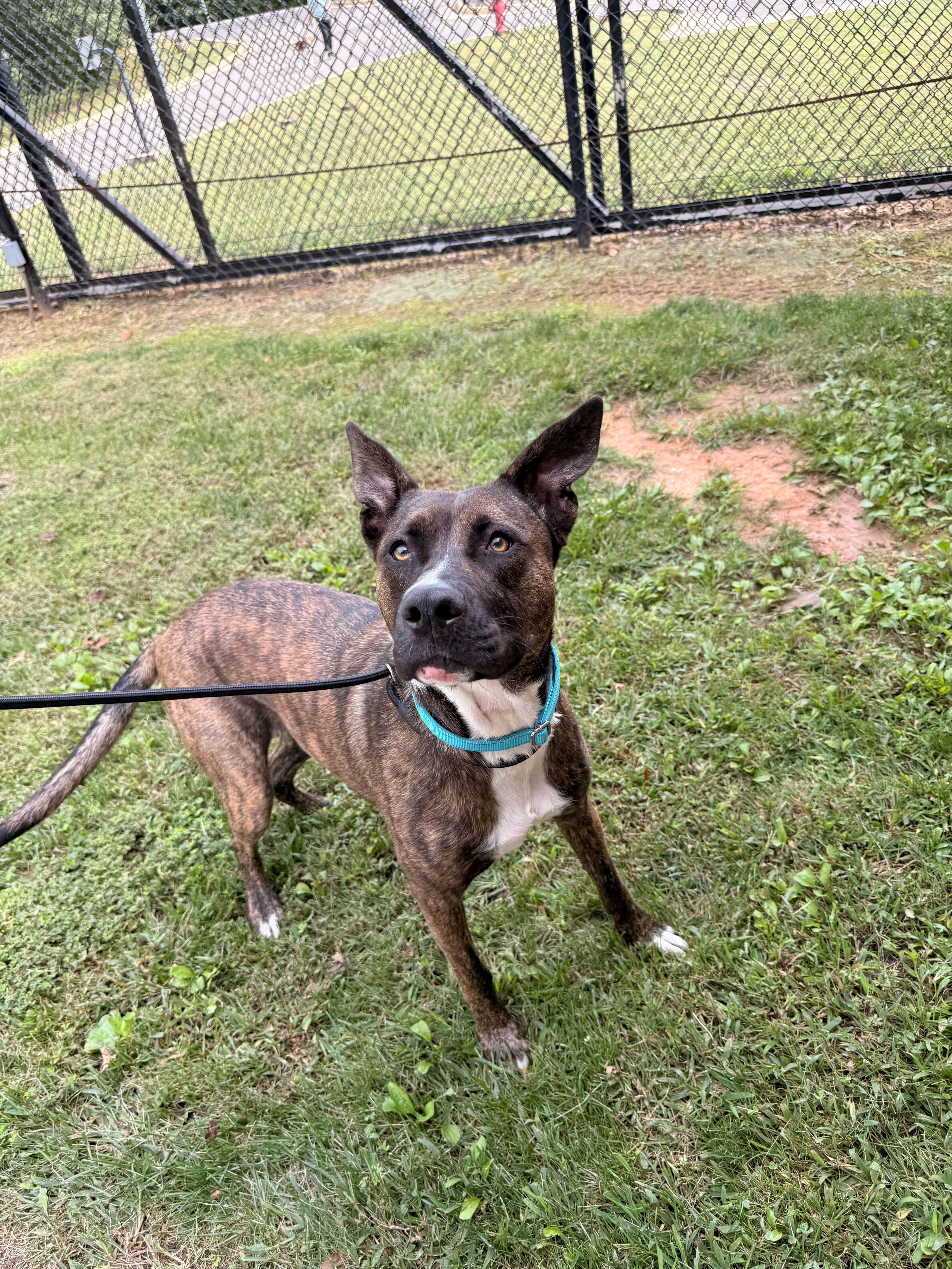 Enlarge Luna, a Adoptable mixed breed in Maidens, VA image 2/4