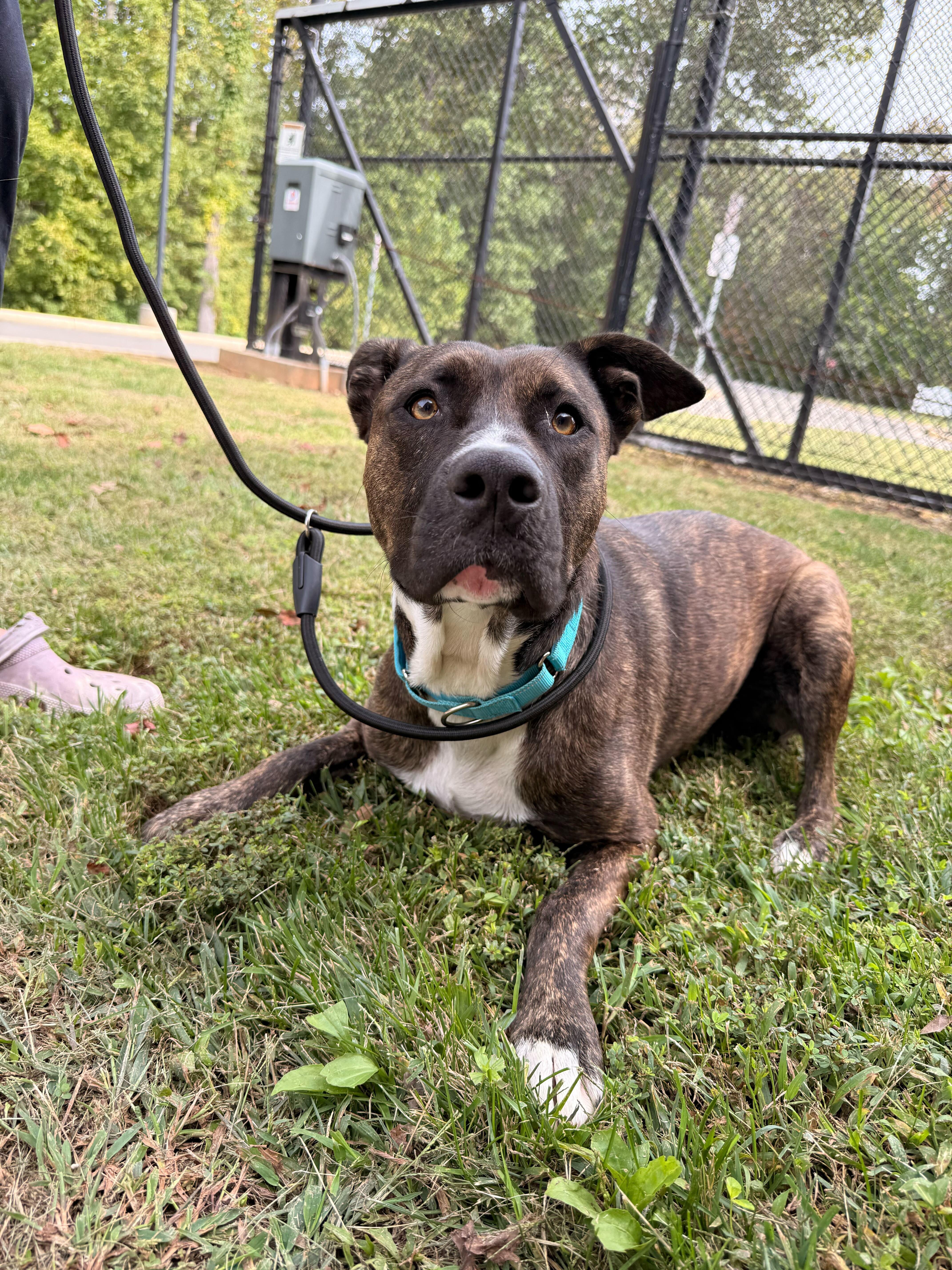 Enlarge Luna, a Adoptable mixed breed in Maidens, VA image 4/4