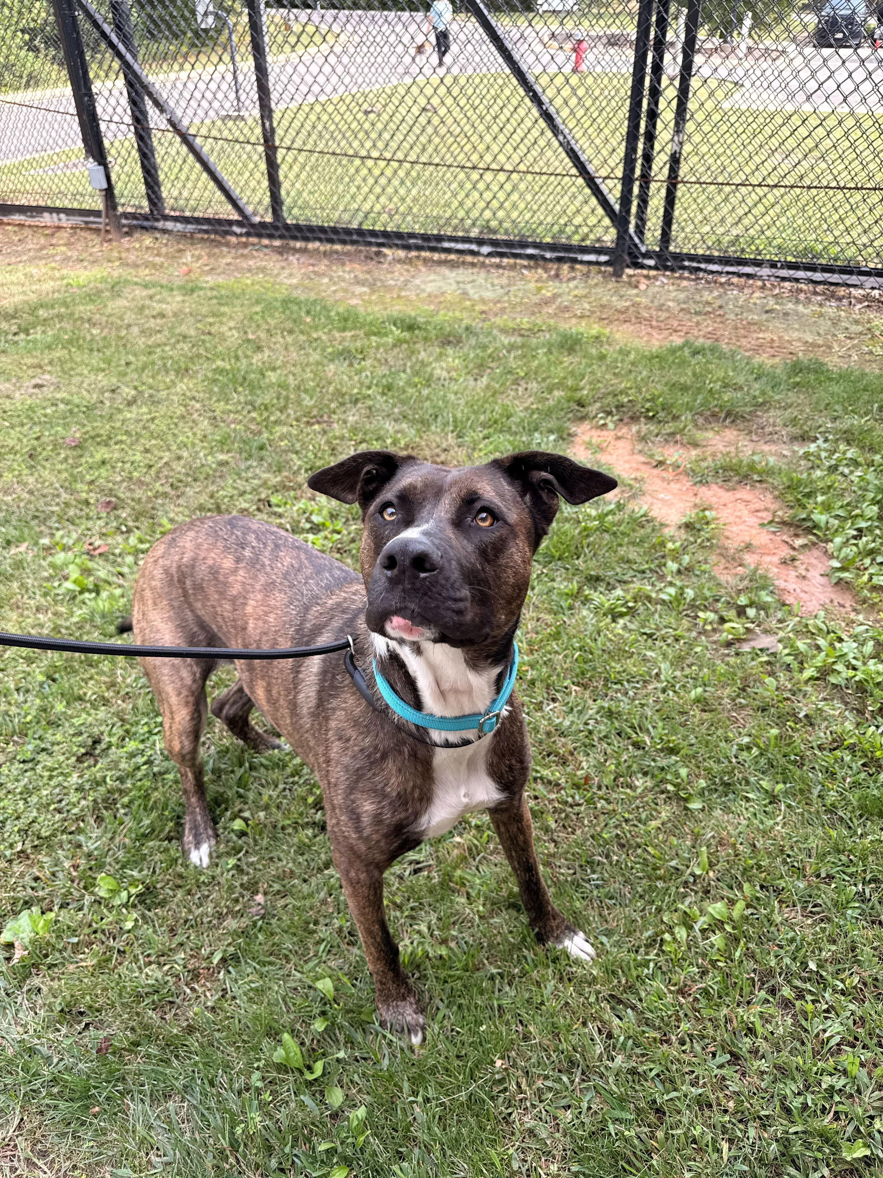 Enlarge Luna, a Adoptable mixed breed in Maidens, VA image 3/4