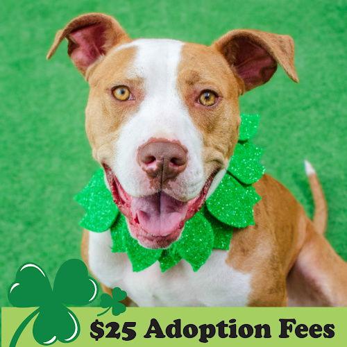 Sasha, Adoptable, Adult Female Pit Bull Terrier.