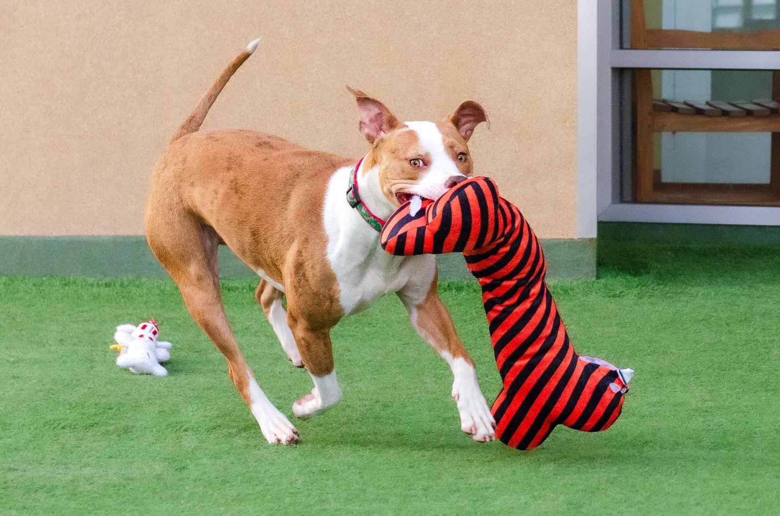 Sasha, Adoptable, Adult Female Pit Bull Terrier.