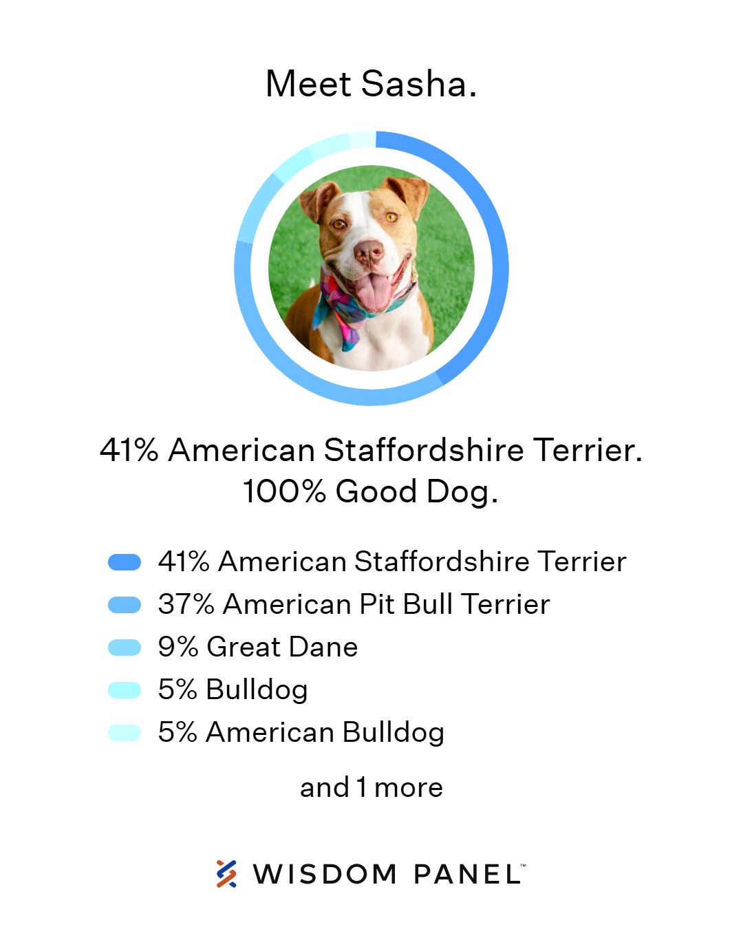 Enlarge Sasha, a Adopted Pit Bull Terrier in Burlingame, CA image 3/3