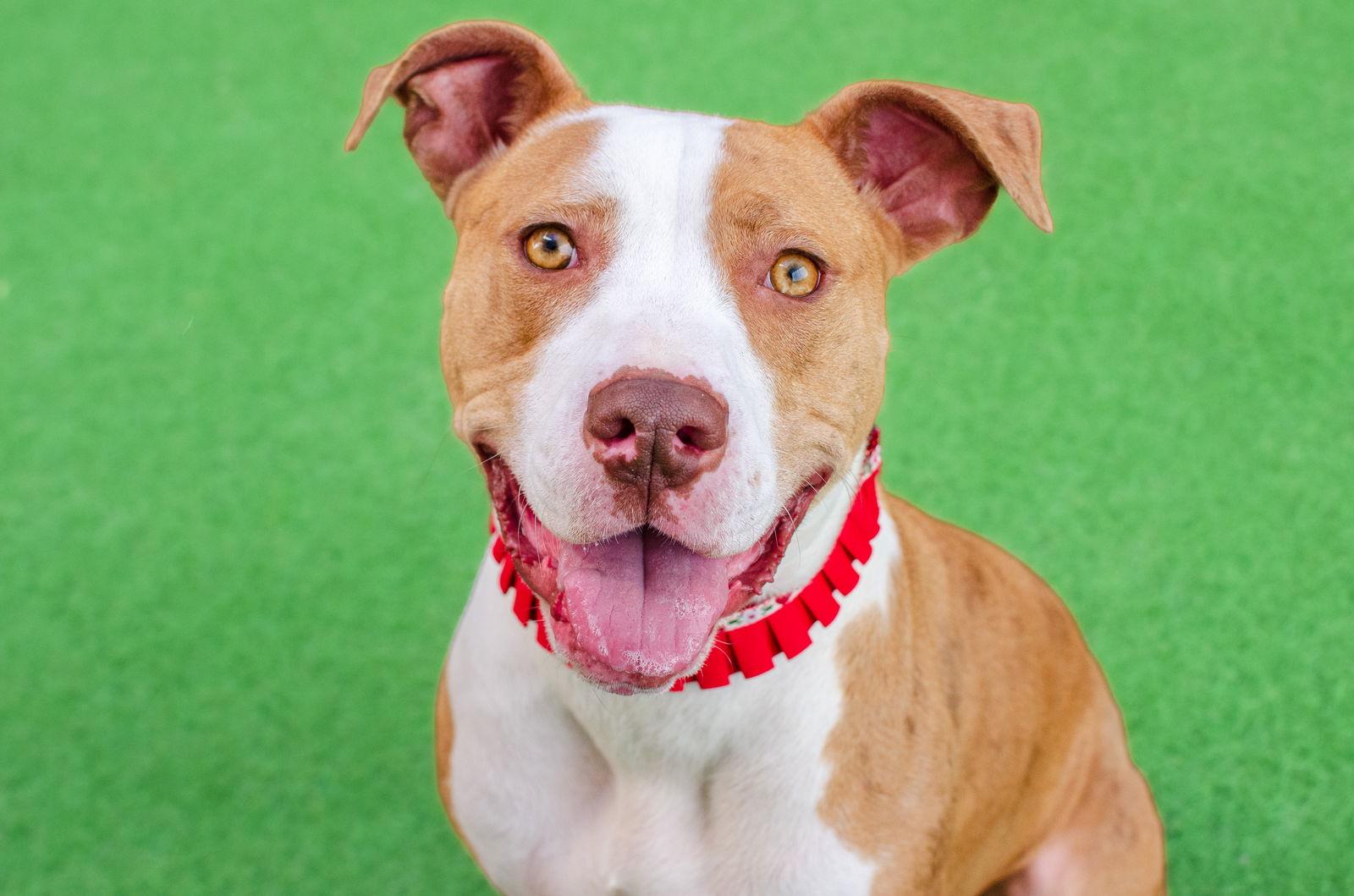 Enlarge Sasha, a Adoptable Pit Bull Terrier in Burlingame, CA image 2/3