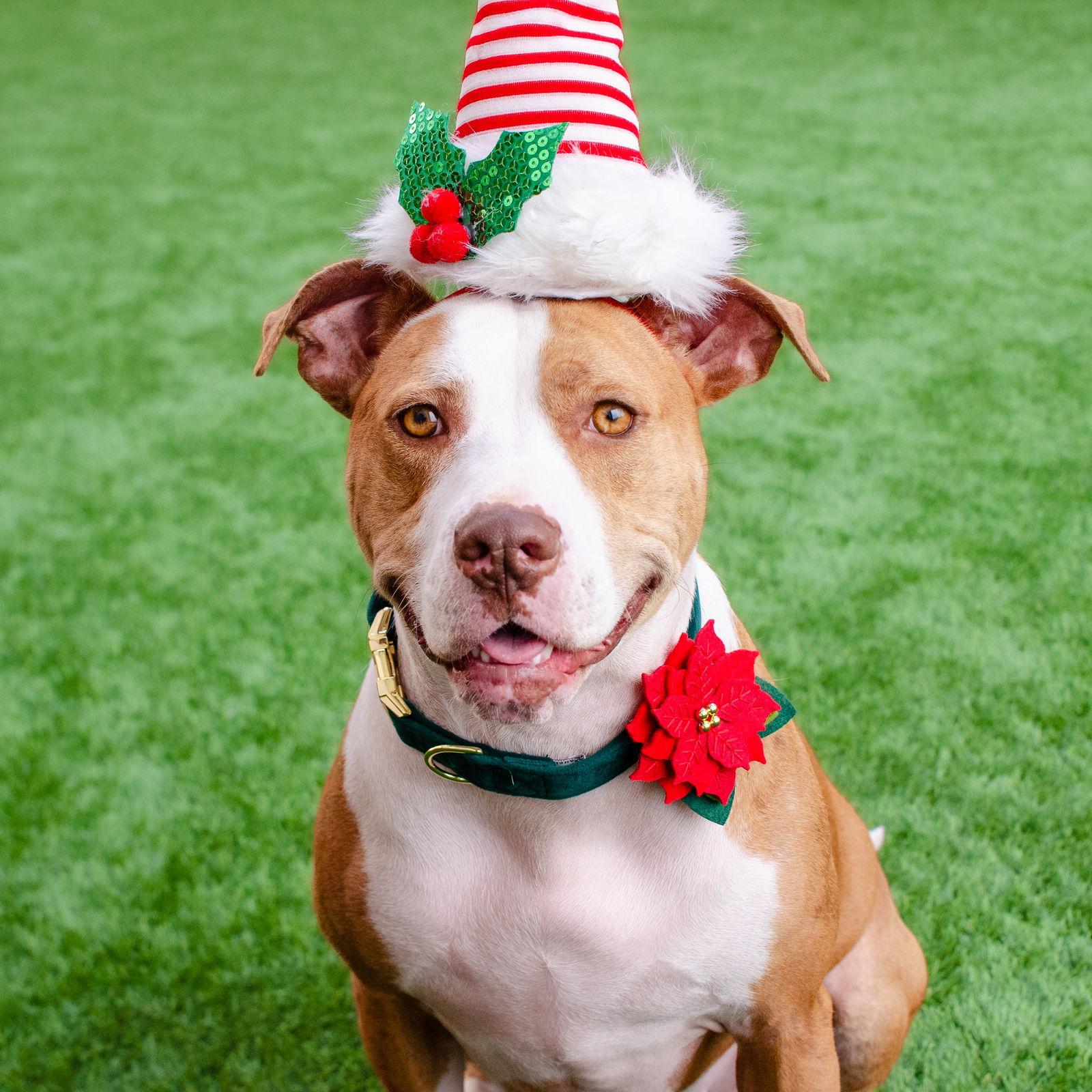 Enlarge Sasha, a Adoptable Pit Bull Terrier in Burlingame, CA image 3/3