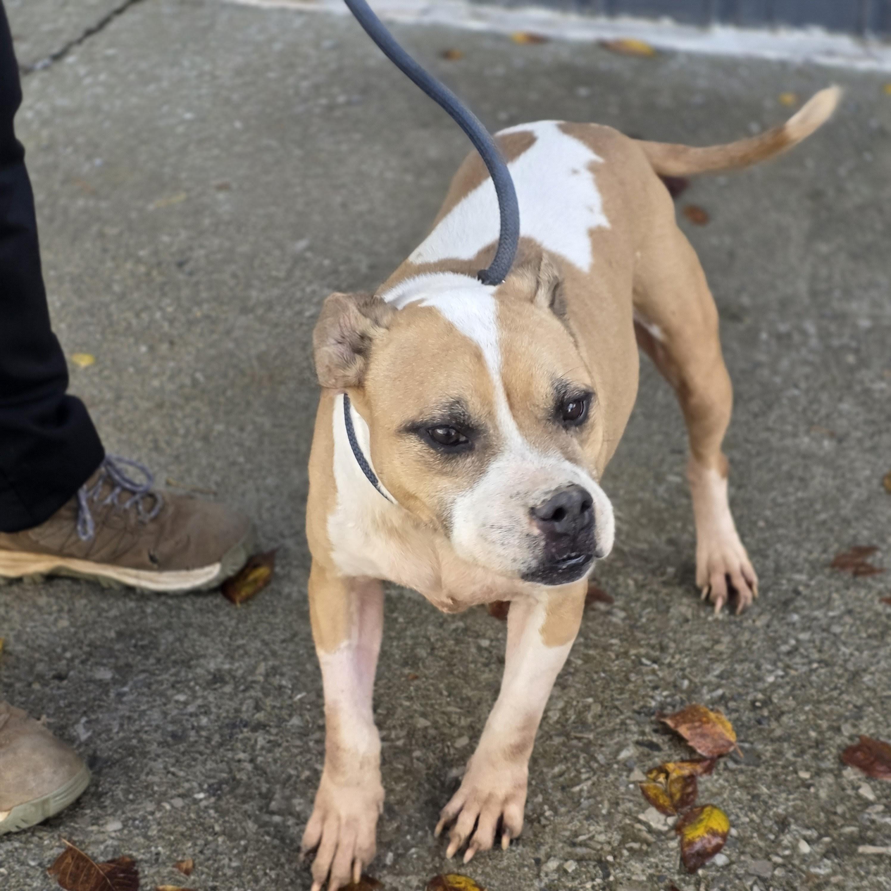 Enlarge Dove, a ADOPTABLE mixed breed in PHILADELPHIA, TN image 1/2