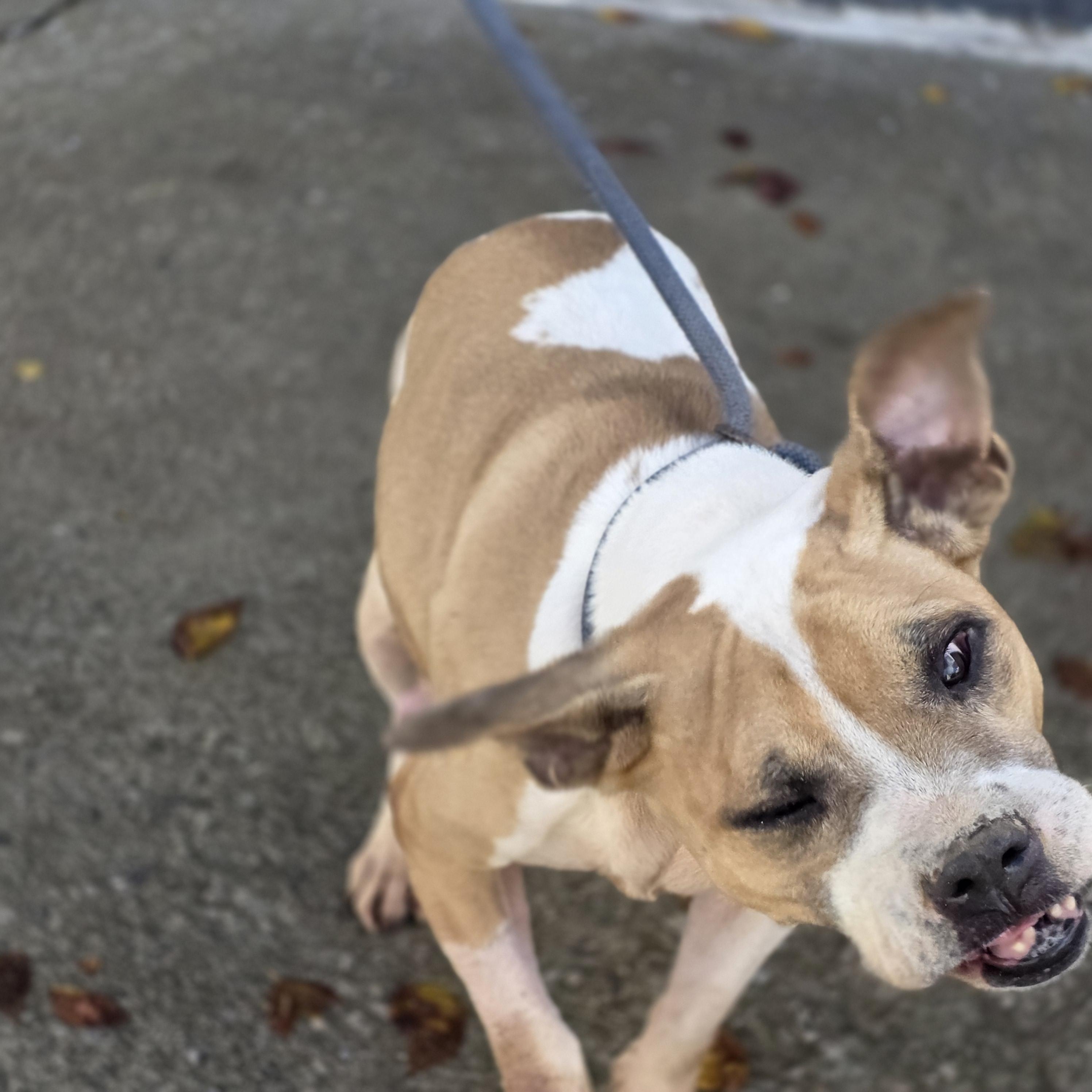 Enlarge Dove, a ADOPTABLE mixed breed in PHILADELPHIA, TN image 2/2