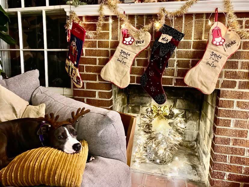 Mia, a Adoptable mixed breed in Stockbridge, GA image 6/6