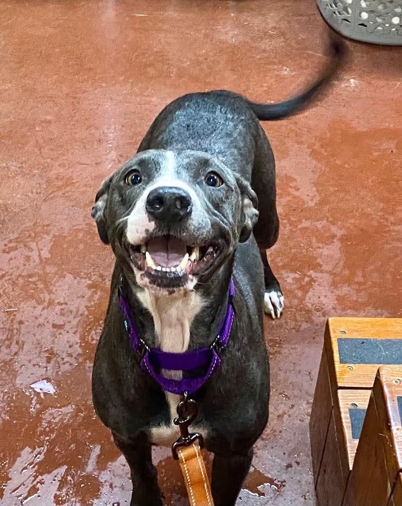 Mia, a Adoptable mixed breed in Stockbridge, GA image 2/6