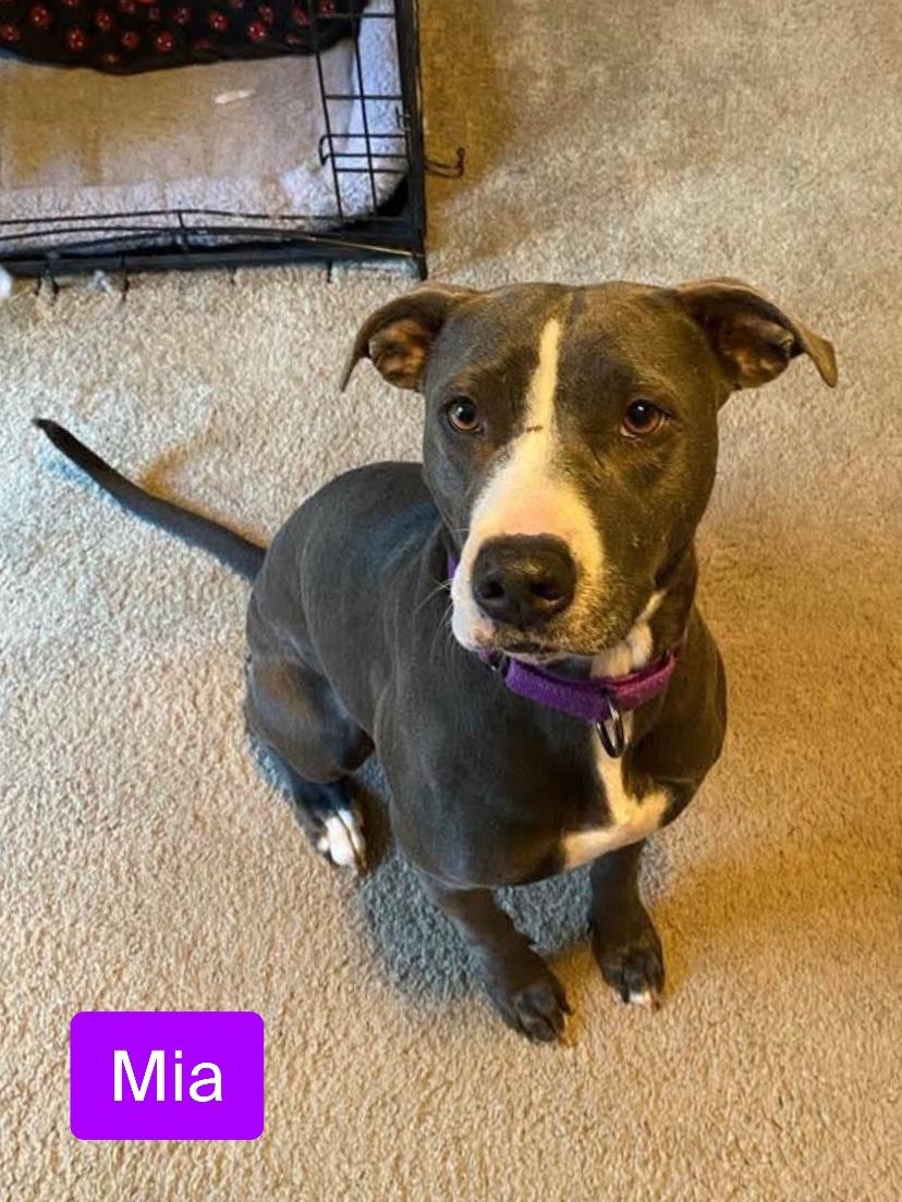 Mia, Adoptable, Young Female Boxer & American Staffordshire Terrier.