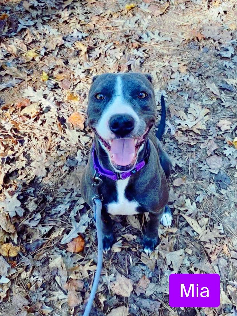 Mia, a Adoptable mixed breed in Stockbridge, GA image 4/6