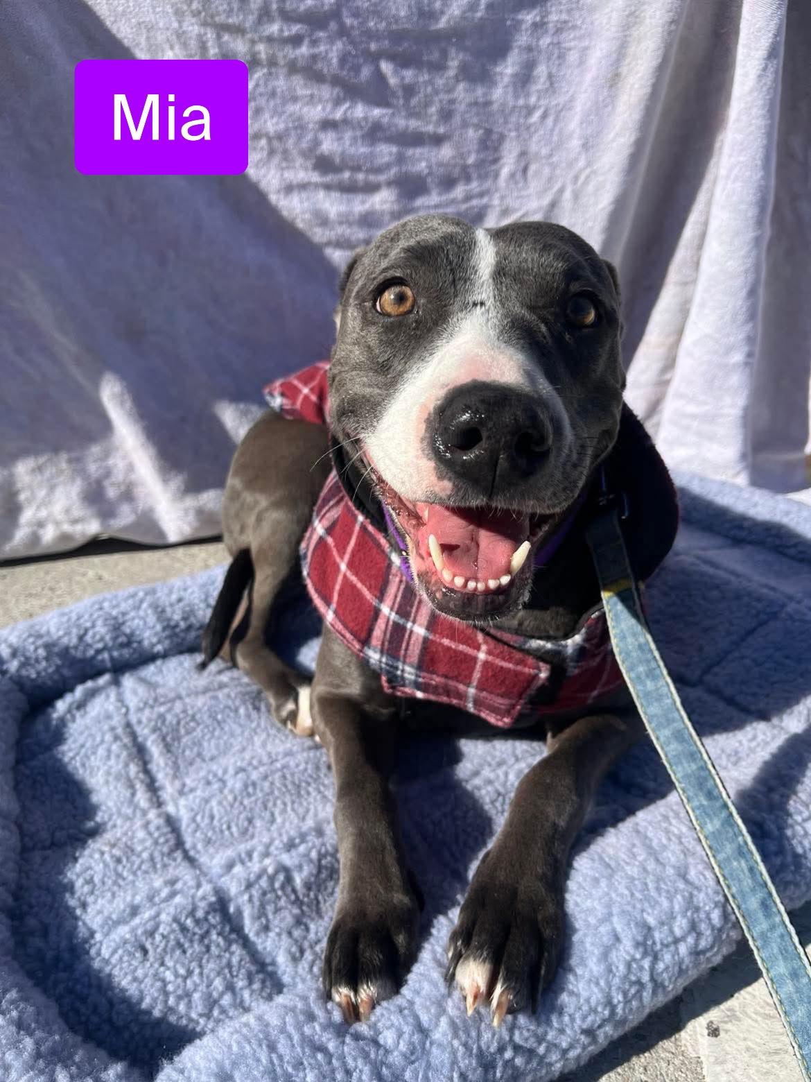 Mia, a Adoptable mixed breed in Stockbridge, GA image 3/6