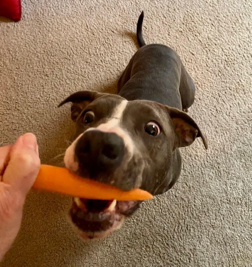 Mia, a Adoptable mixed breed in Stockbridge, GA image 5/6