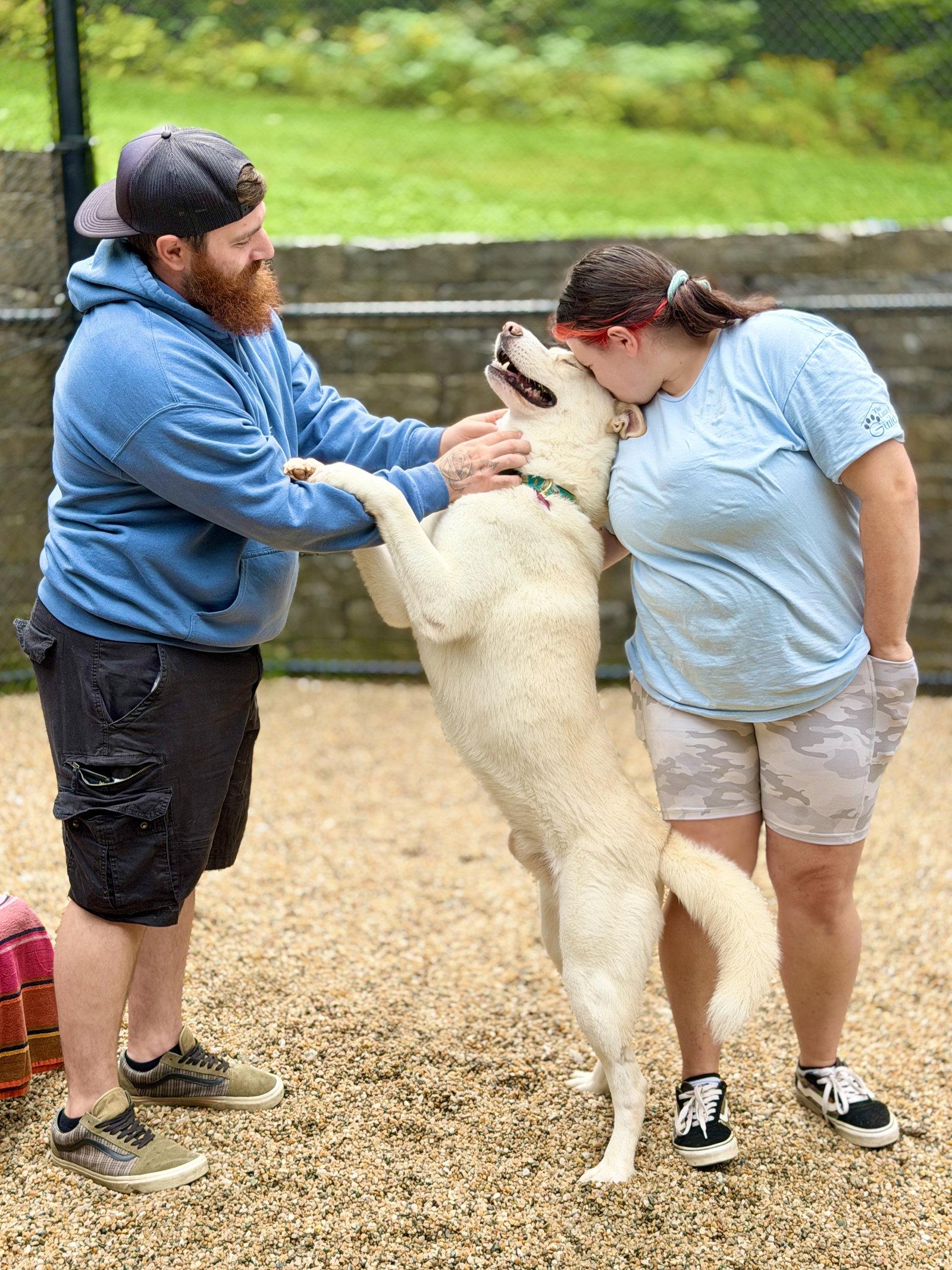 Enlarge Simba 2, a Adoptable Husky in West Cornwall, CT image 1/3