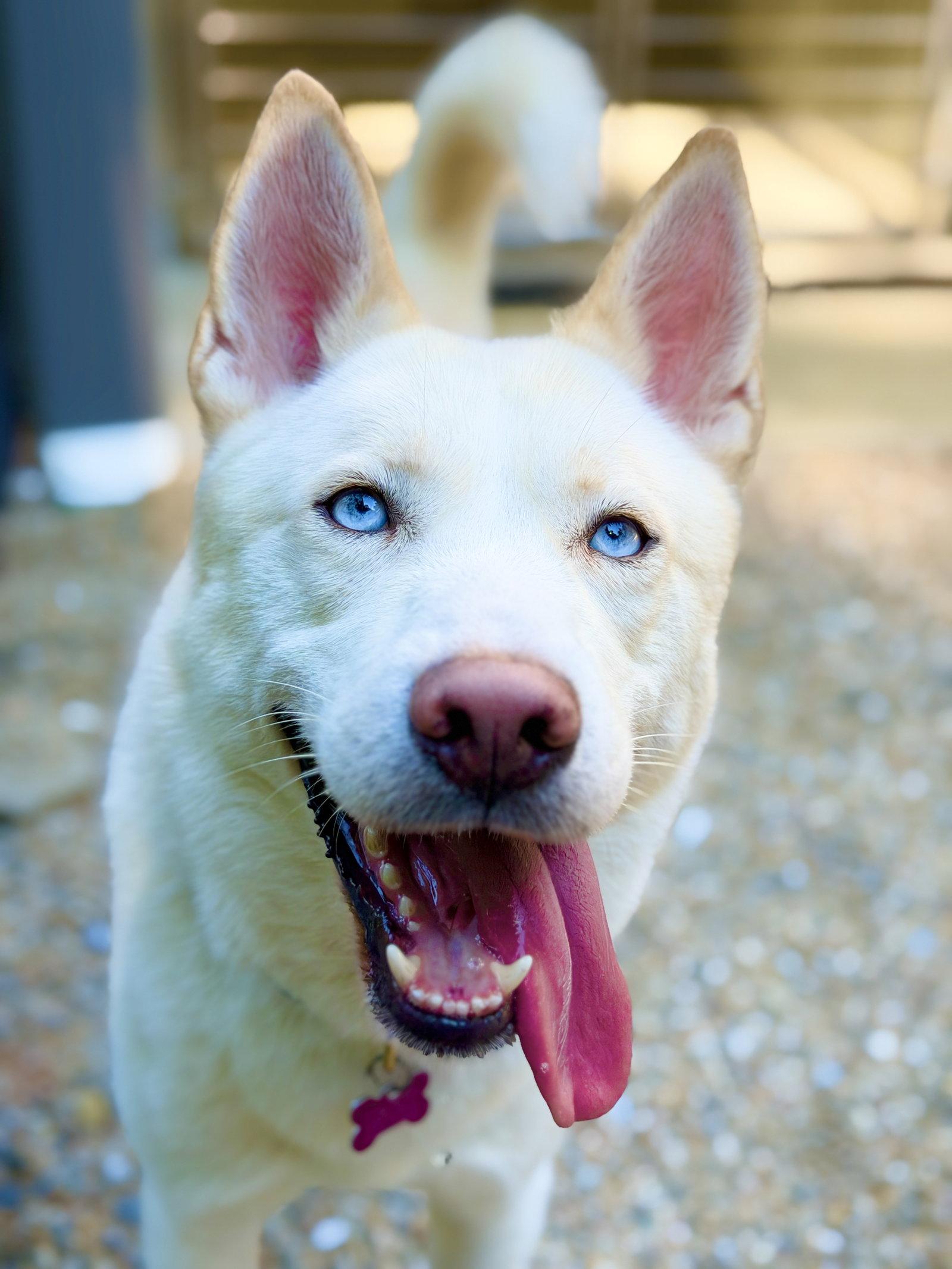 Enlarge Simba 2, a Adoptable Husky in West Cornwall, CT image 2/3
