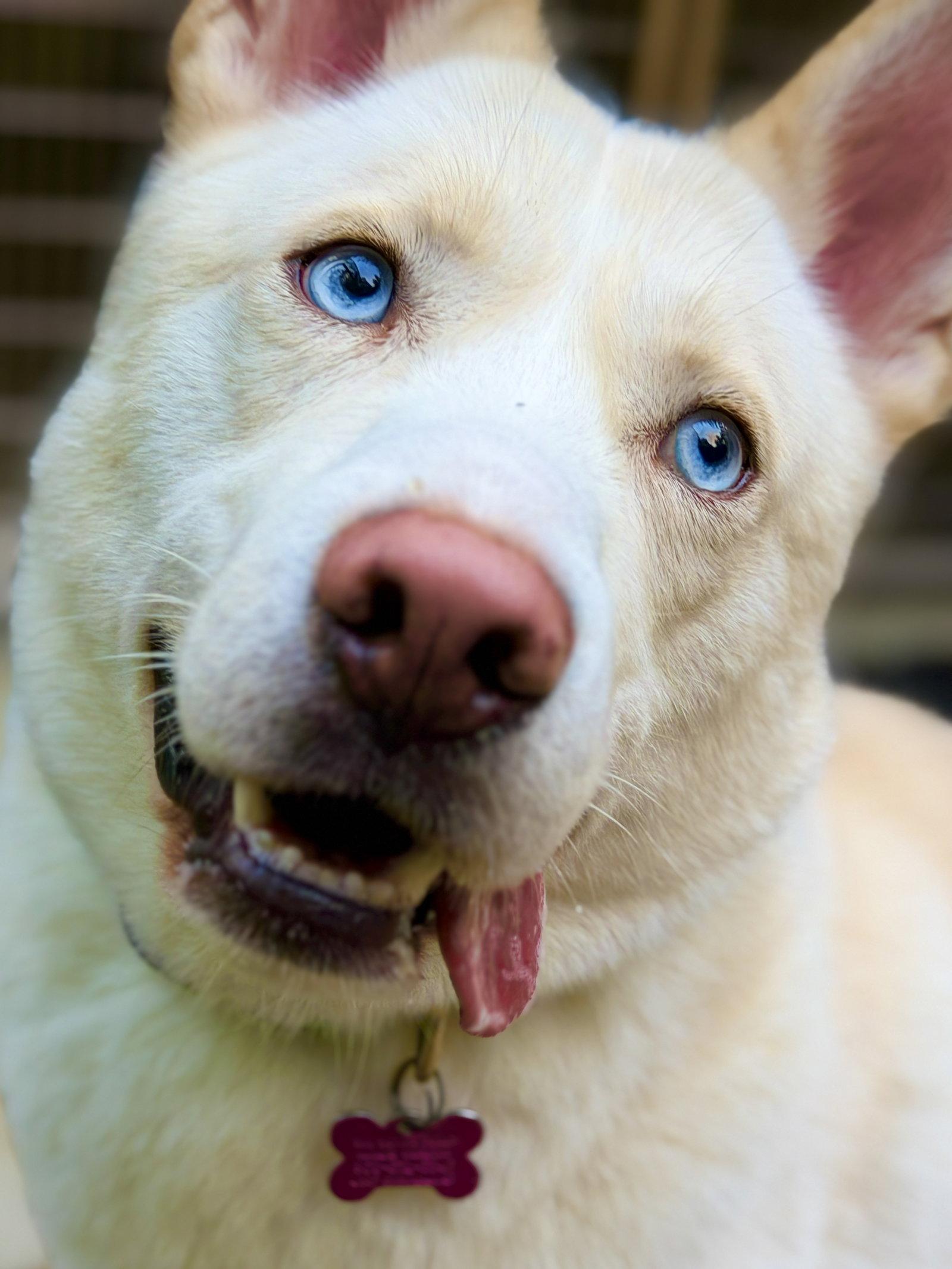 Enlarge Simba 2, a Adoptable Husky in West Cornwall, CT image 3/3