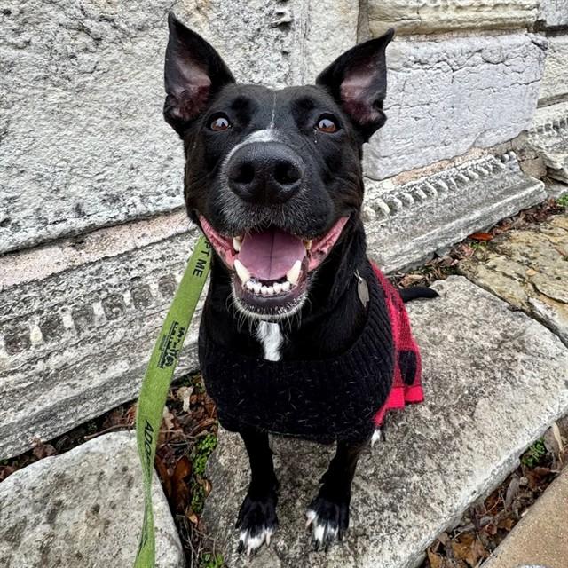 FLASHDANCE, Adoptable, Adult Male Labrador Retriever & Pit Bull Terrier.