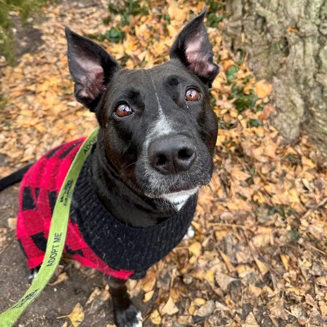 Enlarge FLASHDANCE, a Adoptable mixed breed in Saint Louis, MO image 1/1