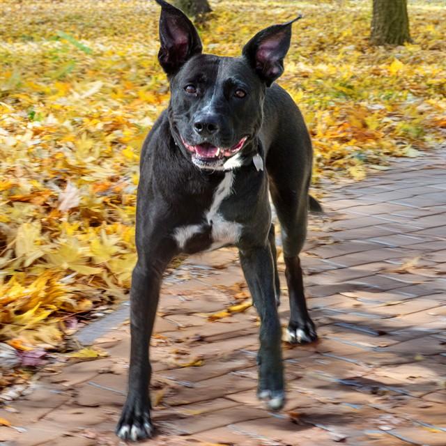 FLASHDANCE, Adoptable, Adult Male Labrador Retriever & Pit Bull Terrier.