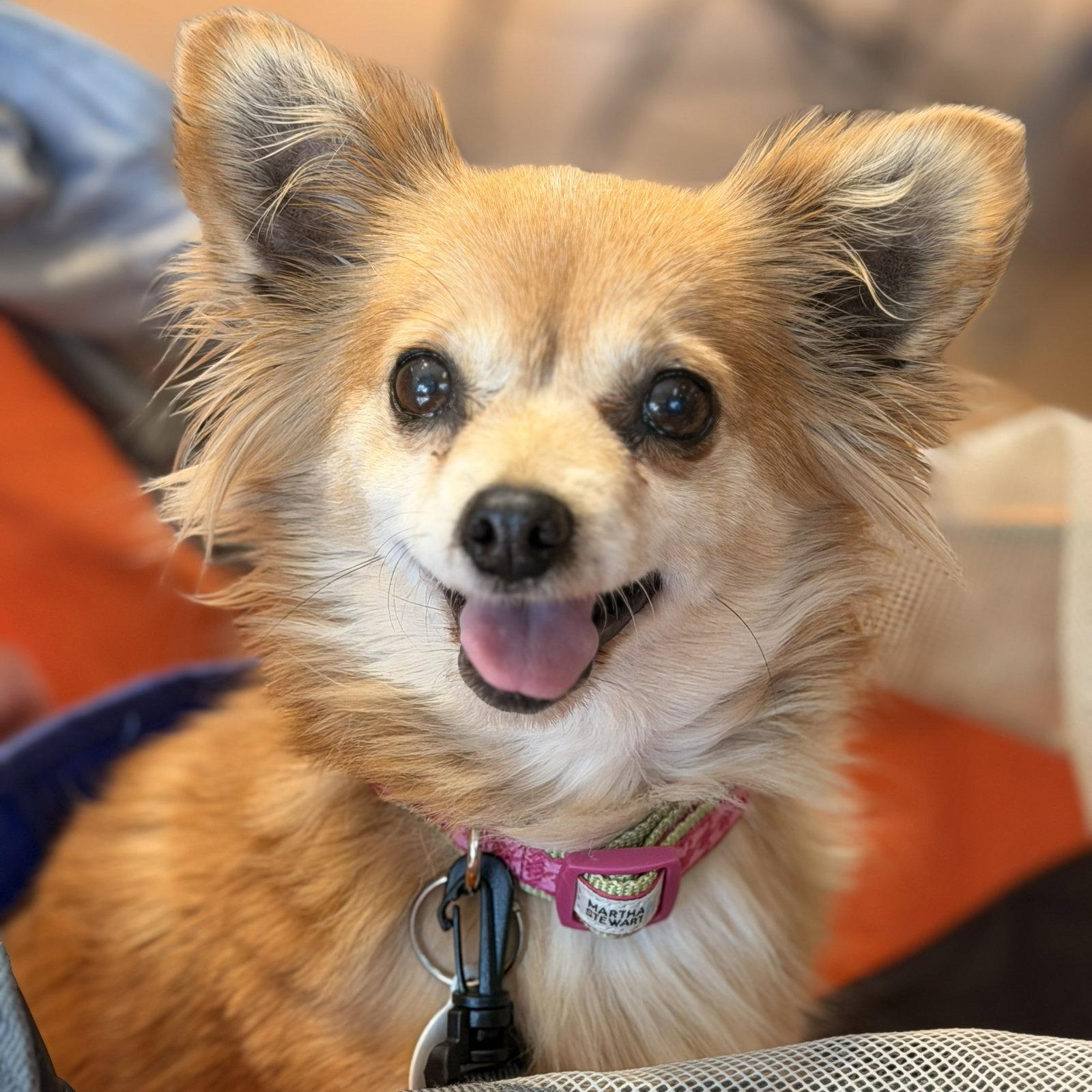 Enlarge Princess Buttercup, a Adopted mixed breed in San Jose, CA image 1/3