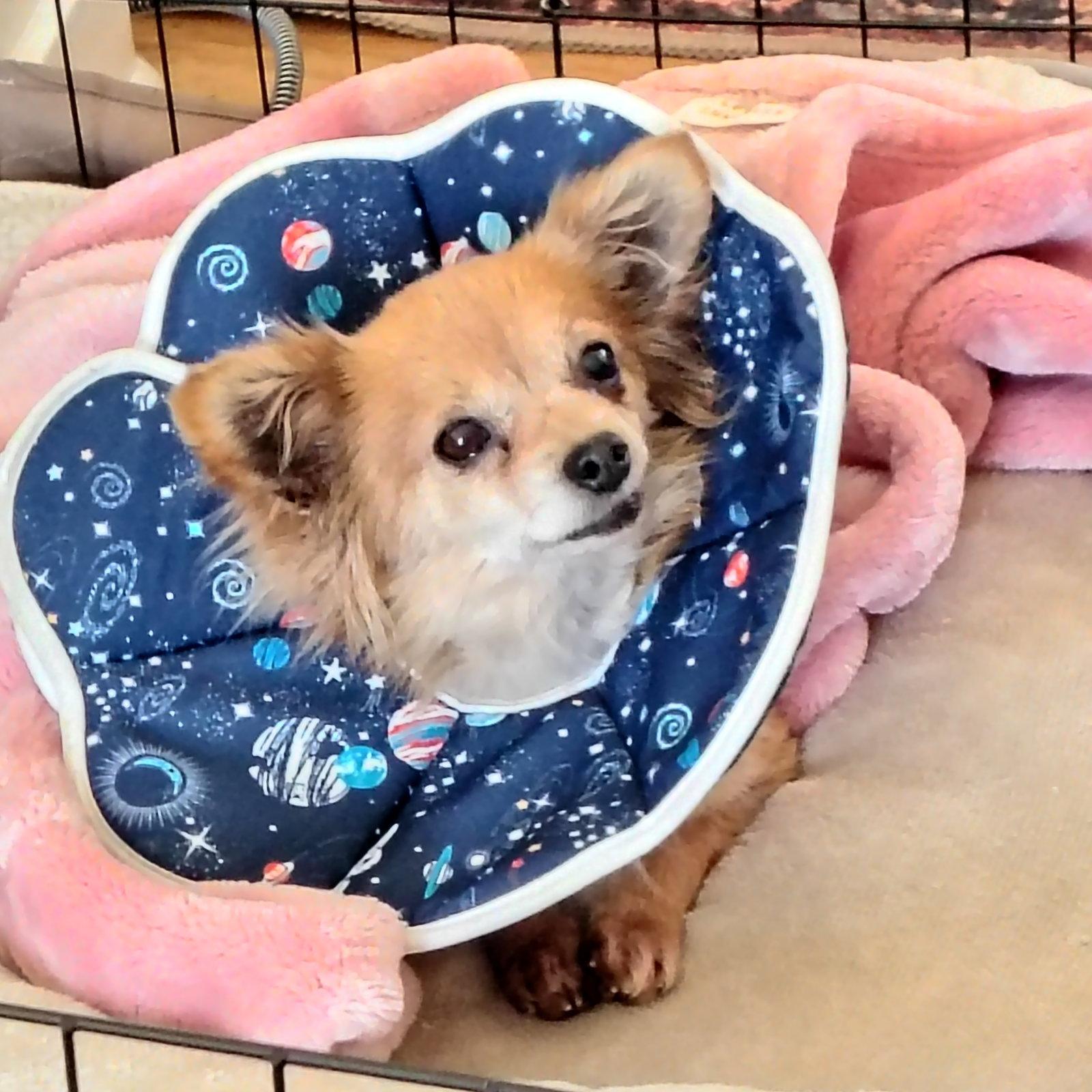 Enlarge Princess Buttercup, a Adopted mixed breed in San Jose, CA image 2/3