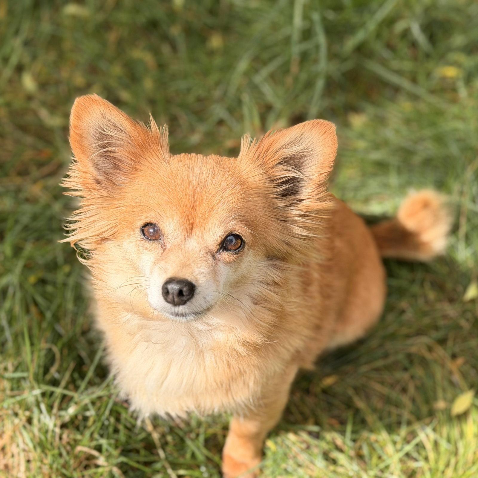 Enlarge Princess Buttercup, a Adopted mixed breed in San Jose, CA image 3/3