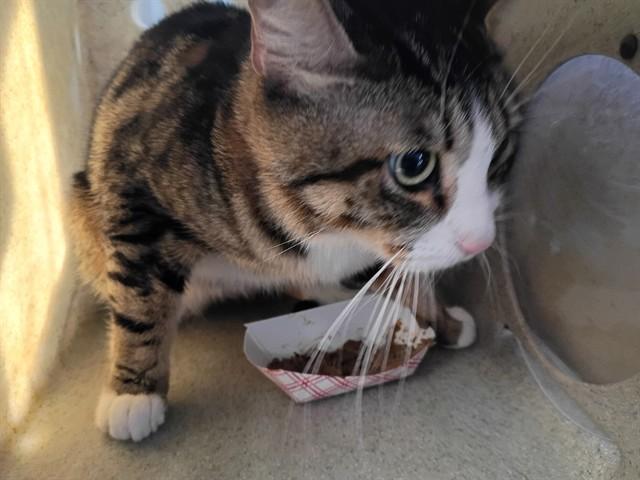 Enlarge CHOWDER, a Adoptable Domestic Short Hair in Lancaster, CA image 1/1