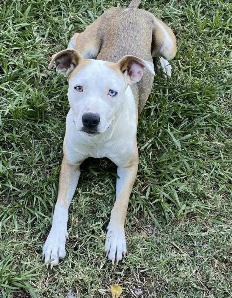 Enlarge BONNIE, a Adoptable mixed breed in Brattleboro , VT image 2/4