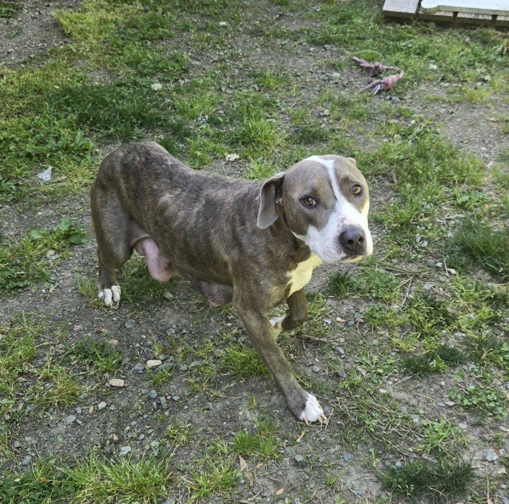 Enlarge DQ 64 Big Momma, a Adoptable Pit Bull Terrier in Glen Allen, VA image 1/2