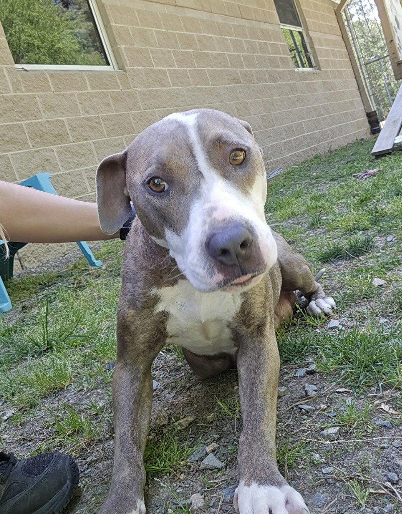 Enlarge DQ 64 Big Momma, a Adoptable Pit Bull Terrier in Glen Allen, VA image 2/2