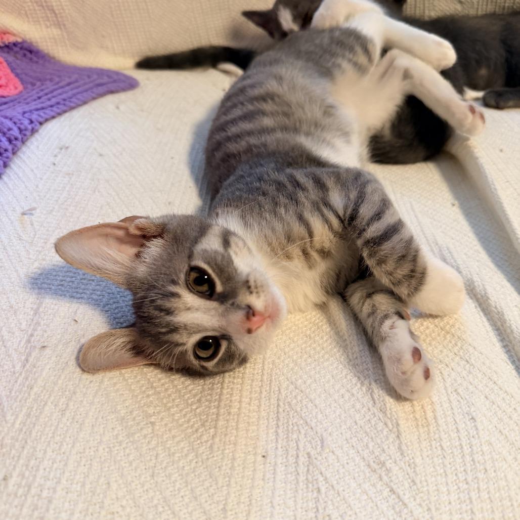 Fennel, Adoptable, Kitten Male Domestic Short Hair.
