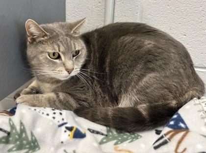 Mugsy — thumbnail 2