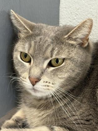 Mugsy — thumbnail 3