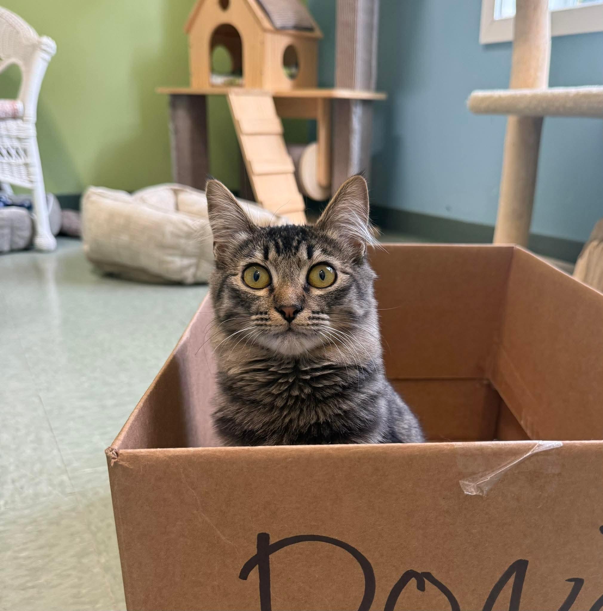 Enlarge Jen, an adopted Domestic Short Hair in Kirkland, WA image 1/1