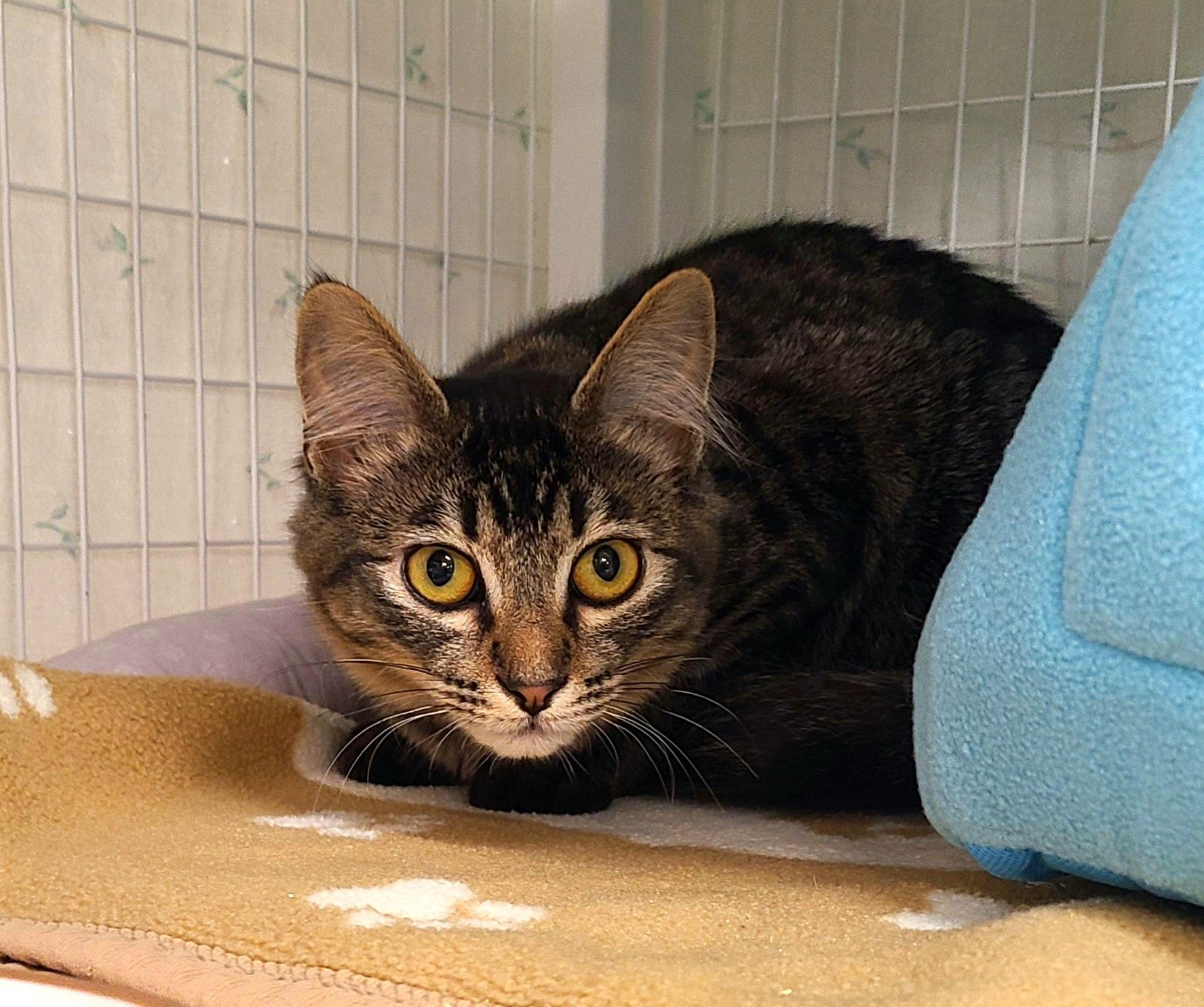 Enlarge Jen, a ADOPTABLE Domestic Short Hair in Kirkland, WA image 1/1