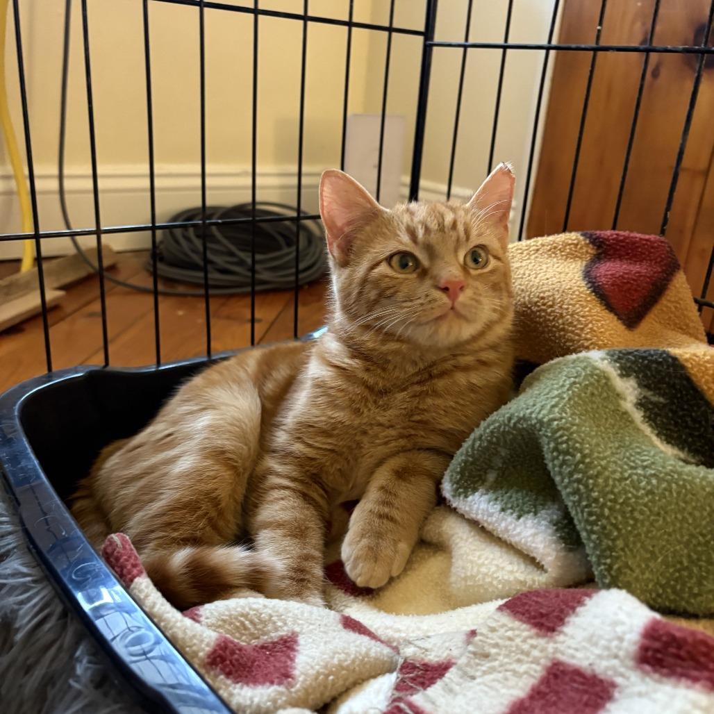 Enlarge Freckle McLatchy, a Adoptable Domestic Short Hair in Woodstock, VA image 1/5
