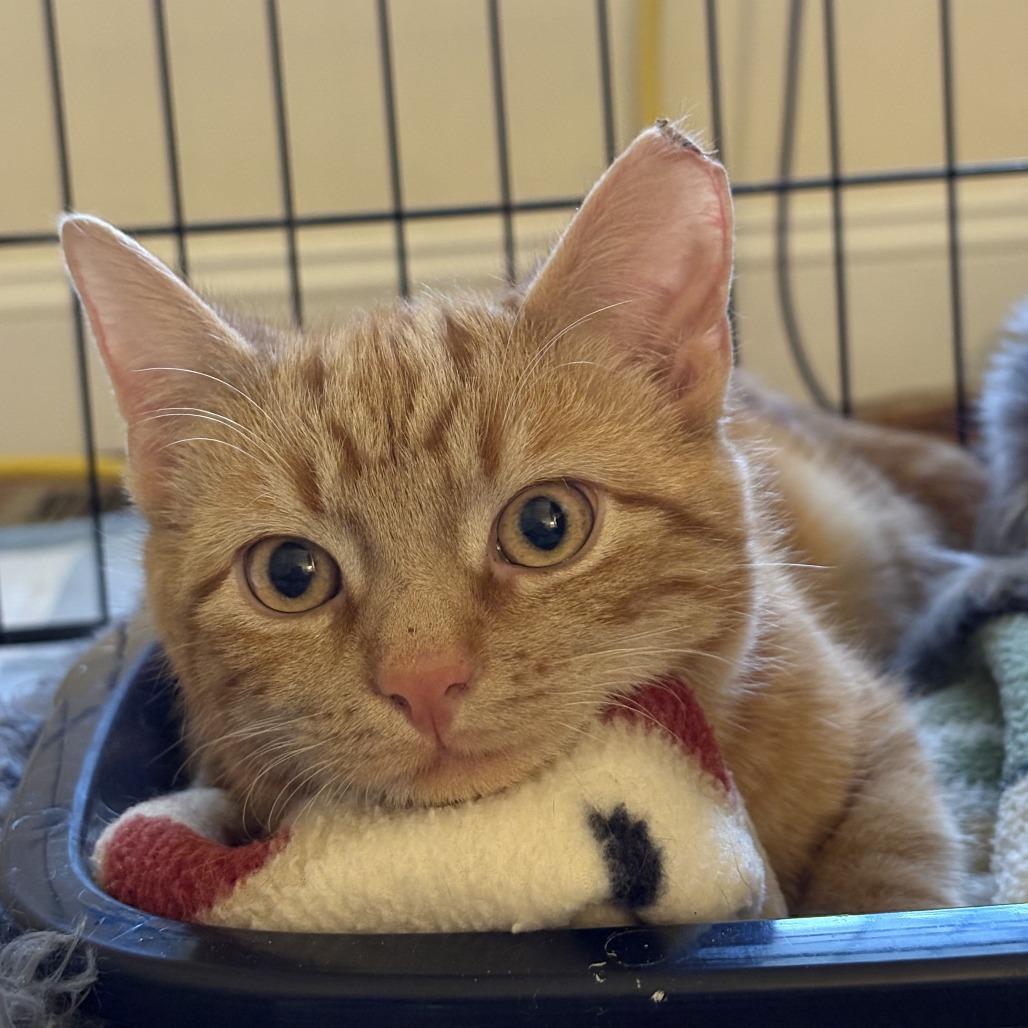 Enlarge Freckle McLatchy, a Adoptable Domestic Short Hair in Woodstock, VA image 2/5