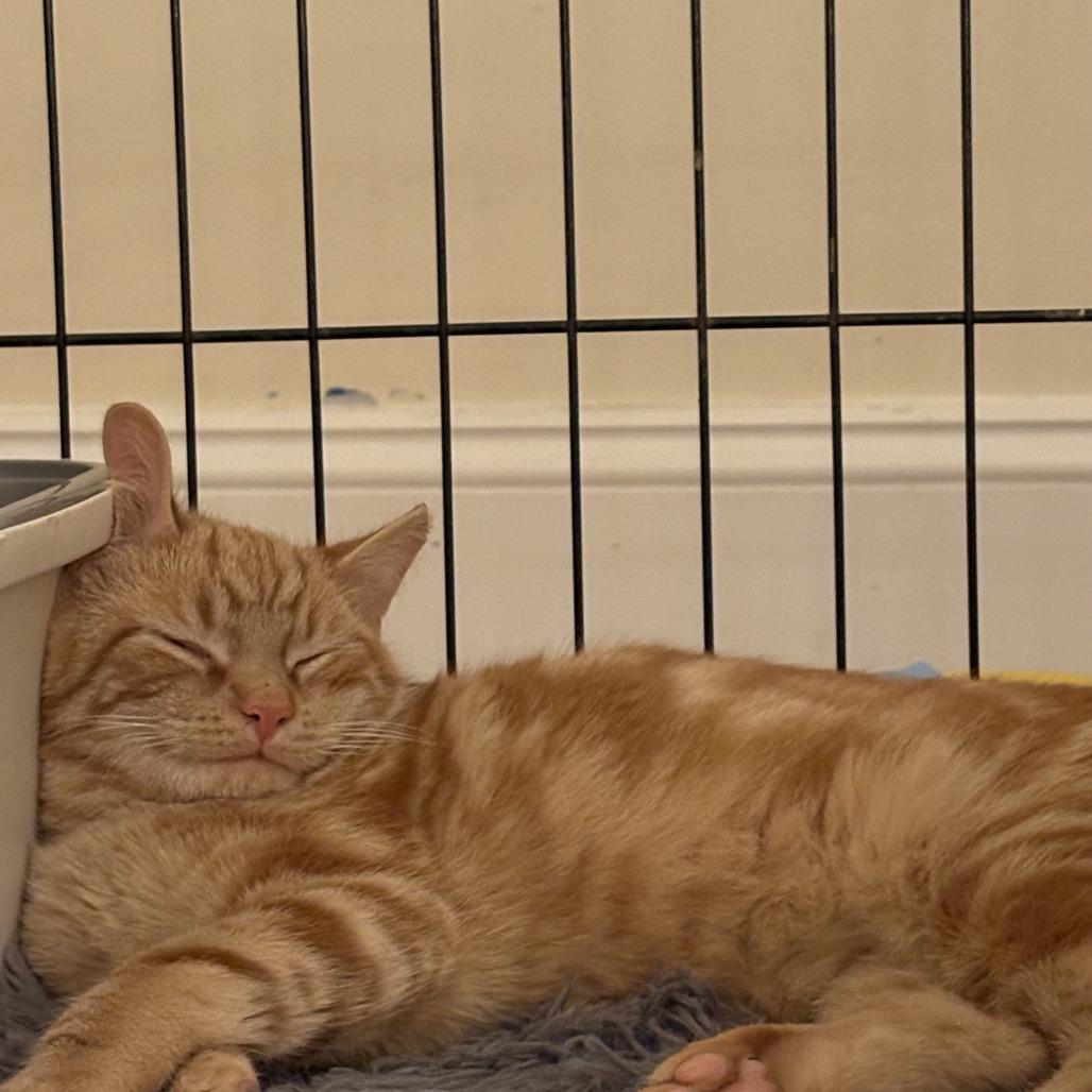 Enlarge Freckle McLatchy, a Adoptable Domestic Short Hair in Woodstock, VA image 3/5