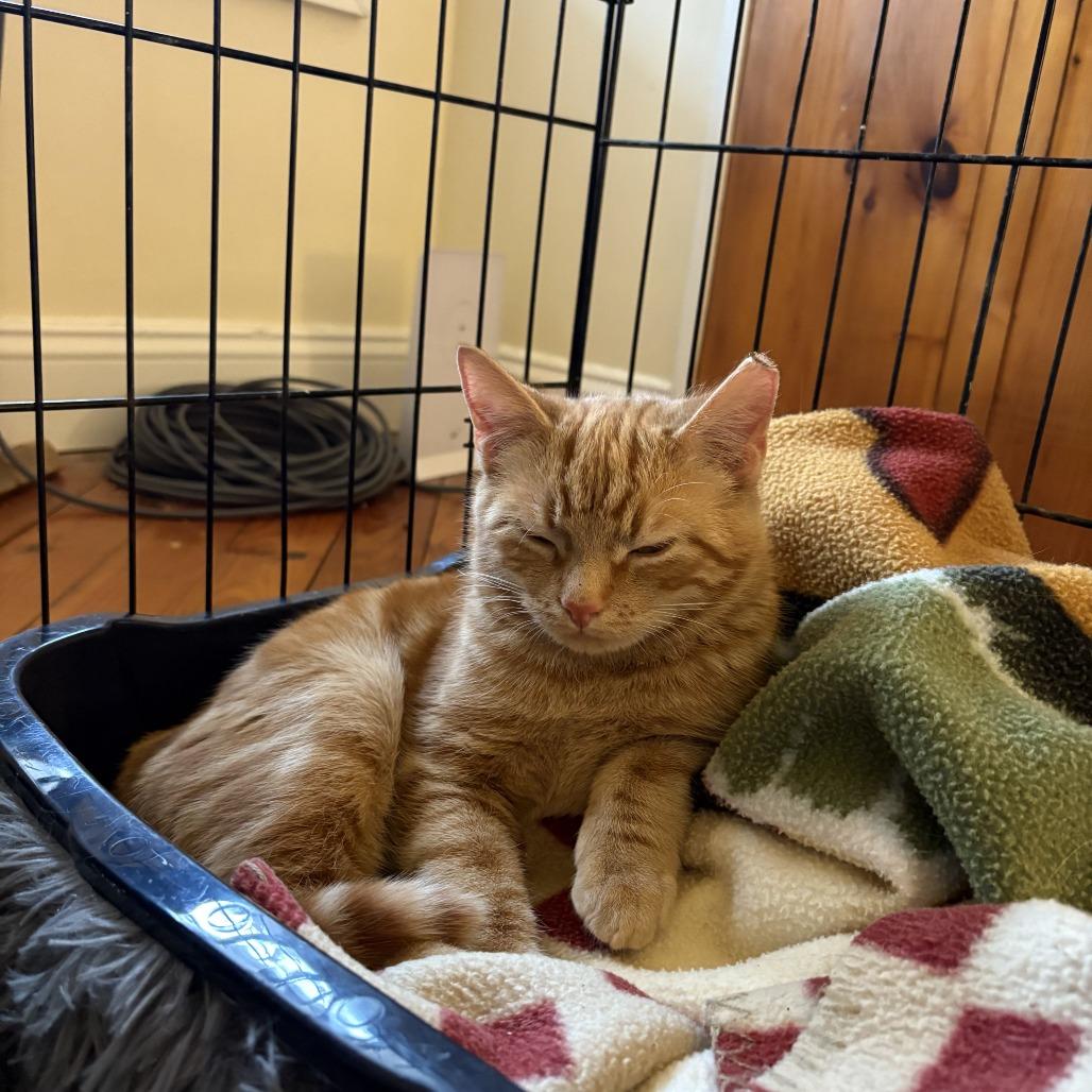 Enlarge Freckle McLatchy, a Adoptable Domestic Short Hair in Woodstock, VA image 4/5