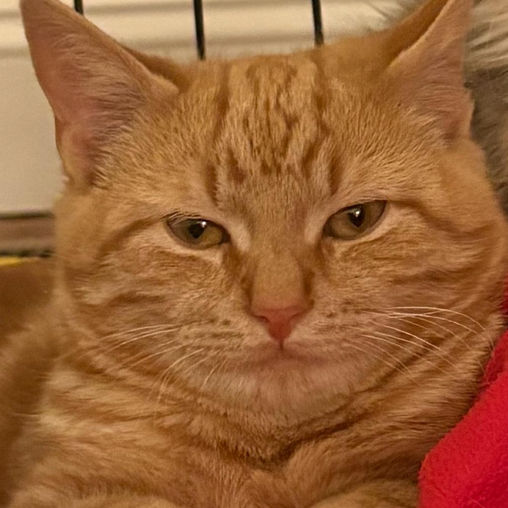 Enlarge Freckle McLatchy, a Adoptable Domestic Short Hair in Woodstock, VA image 5/5