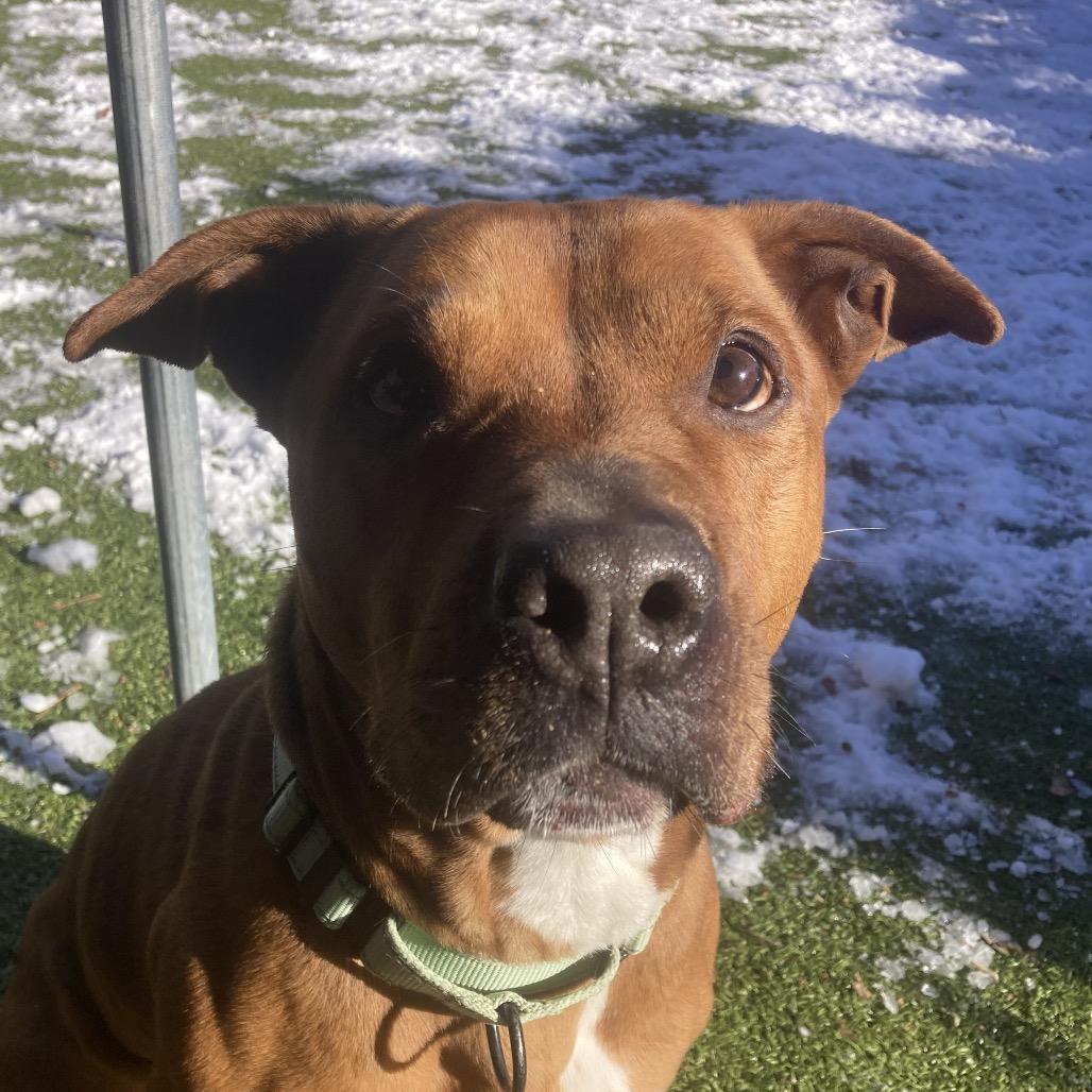 Brownie, Adoptable, Senior Female Pit Bull Terrier.