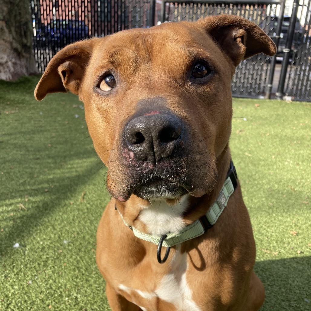Brownie, Adoptable, Senior Female Pit Bull Terrier.