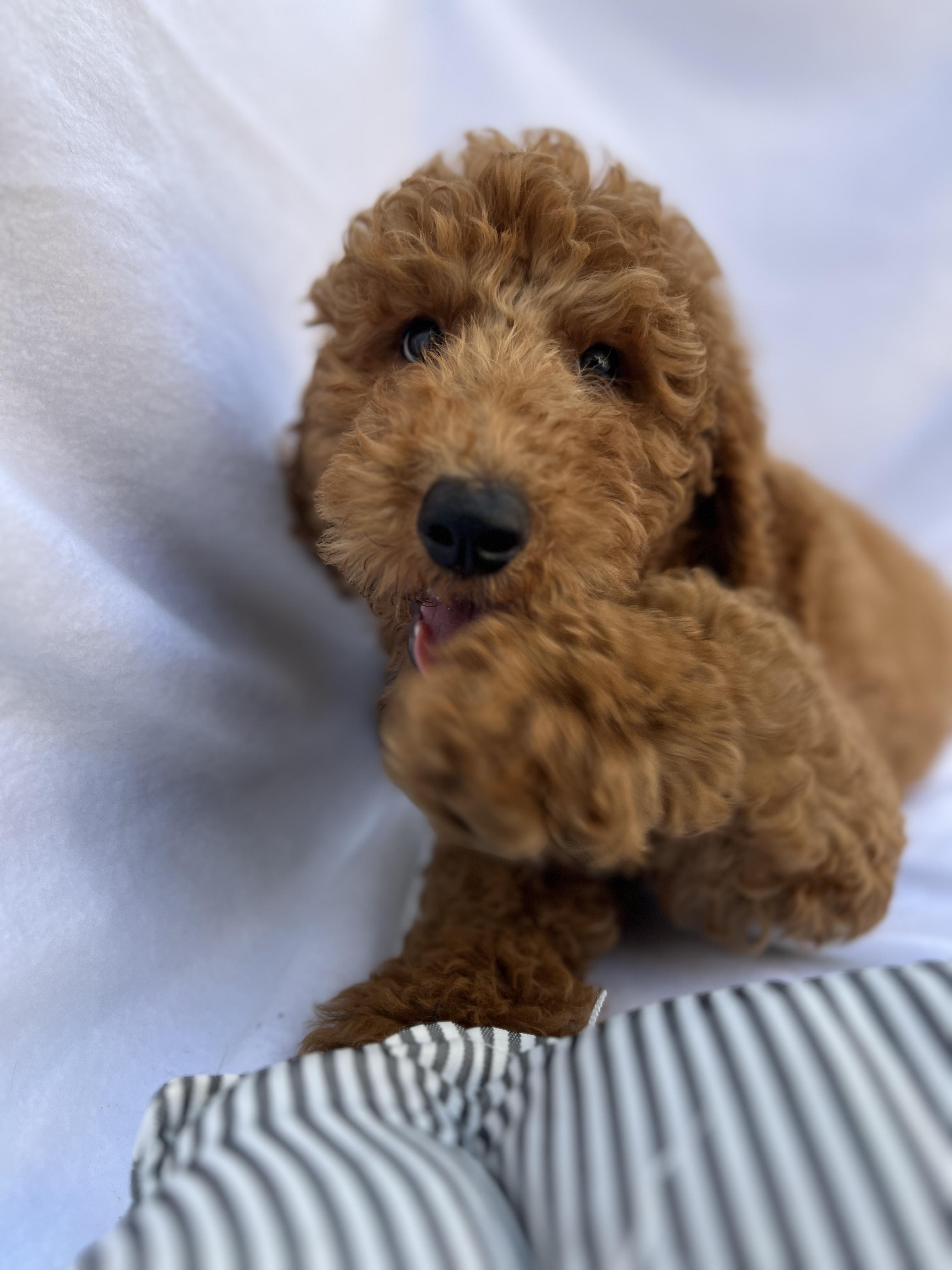 Barry , an adopted Goldendoodle in Hawthorne, CA image 1/6