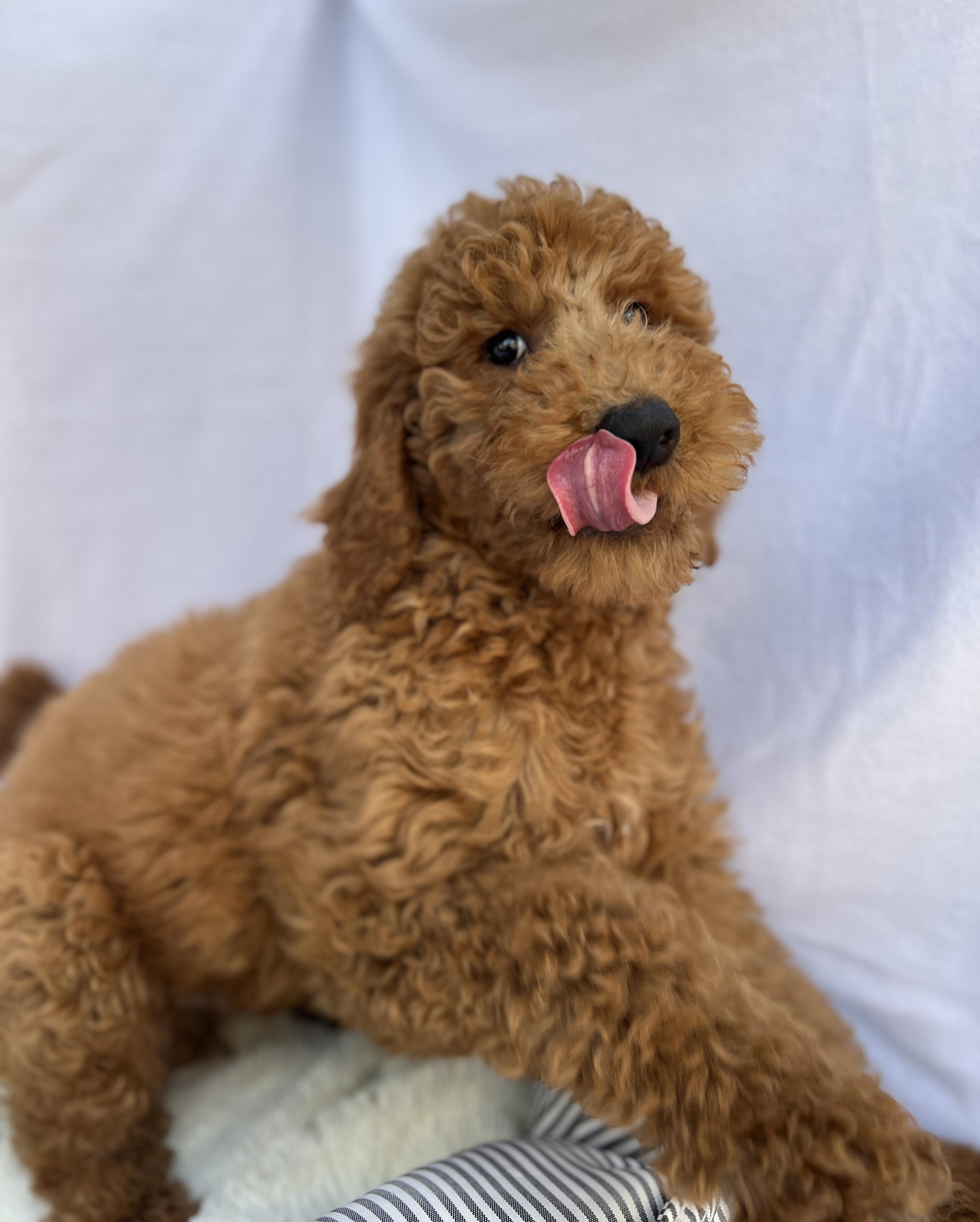 Barry , an adopted Goldendoodle in Hawthorne, CA image 4/6
