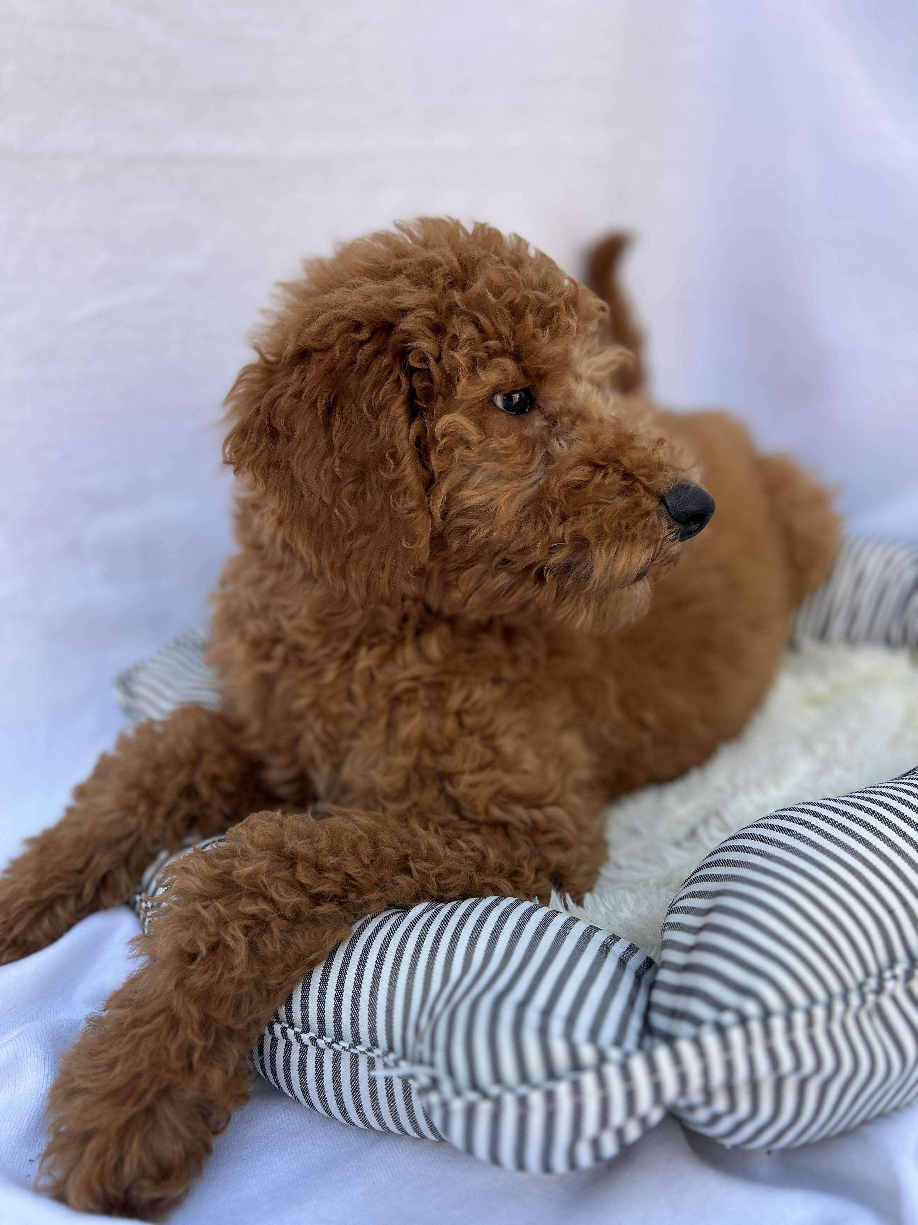 Barry , an adopted Goldendoodle in Hawthorne, CA image 6/6
