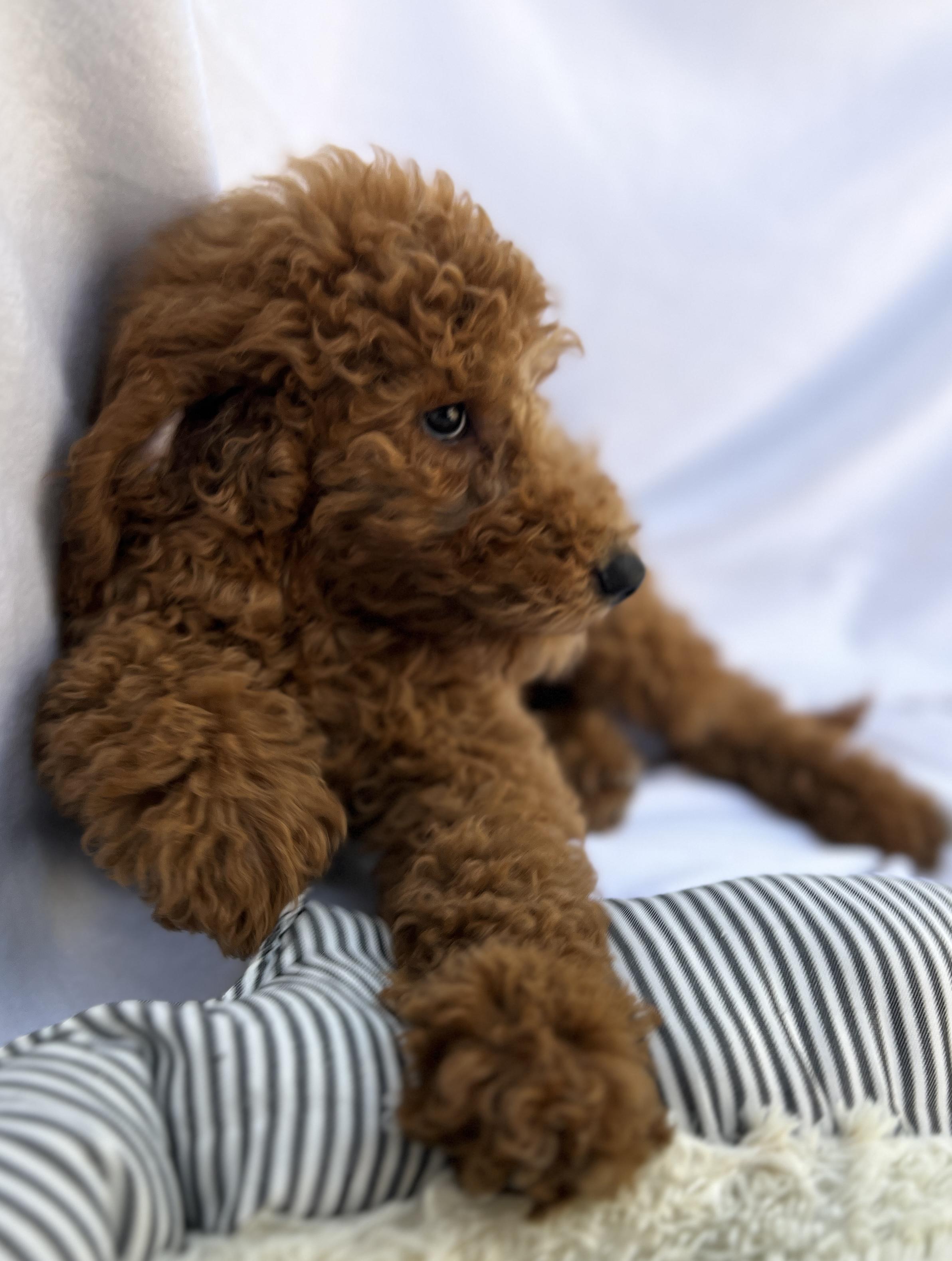 Barry , an adopted Goldendoodle in Hawthorne, CA image 5/6
