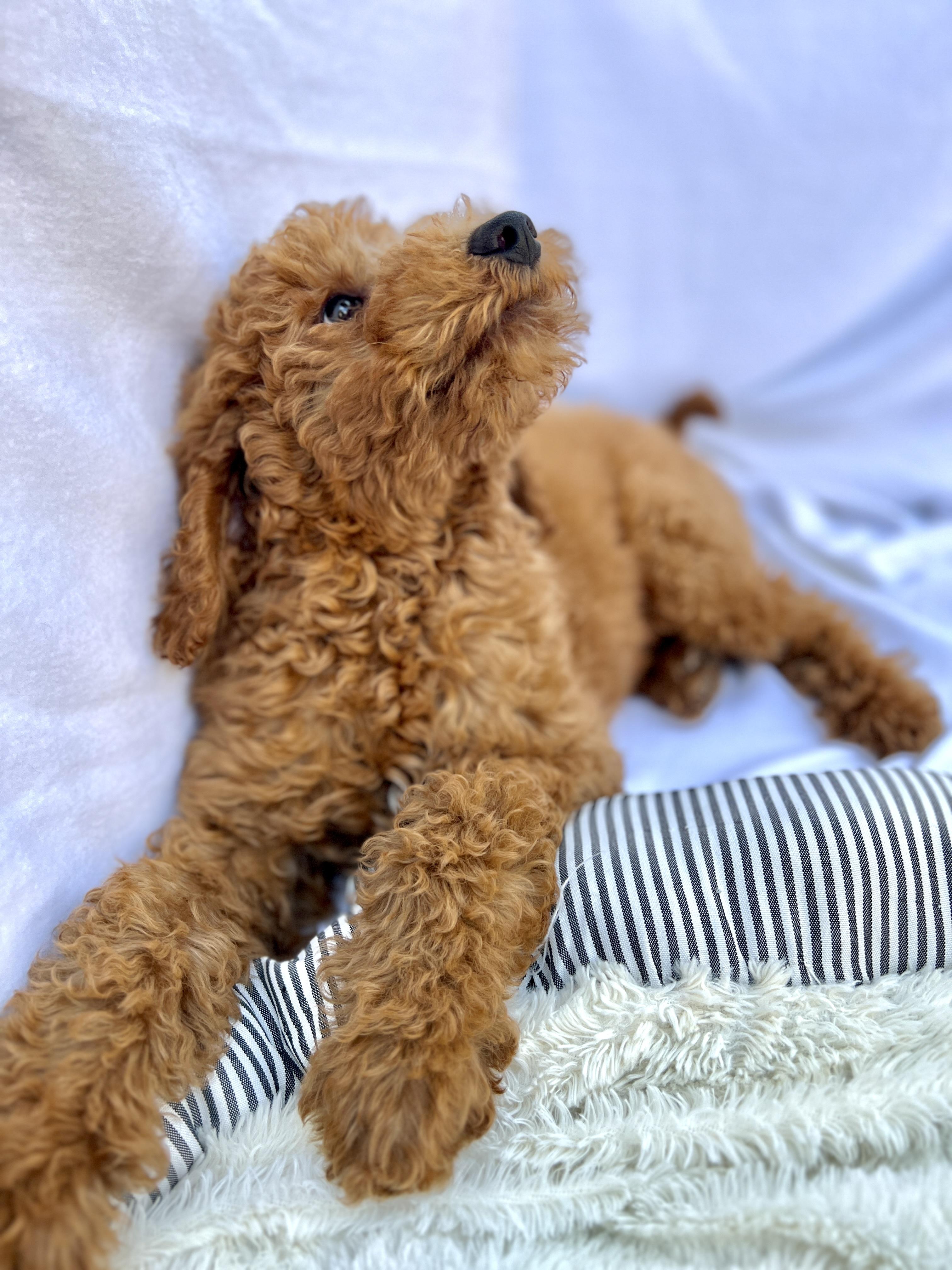 Barry , an adopted Goldendoodle in Hawthorne, CA image 3/6